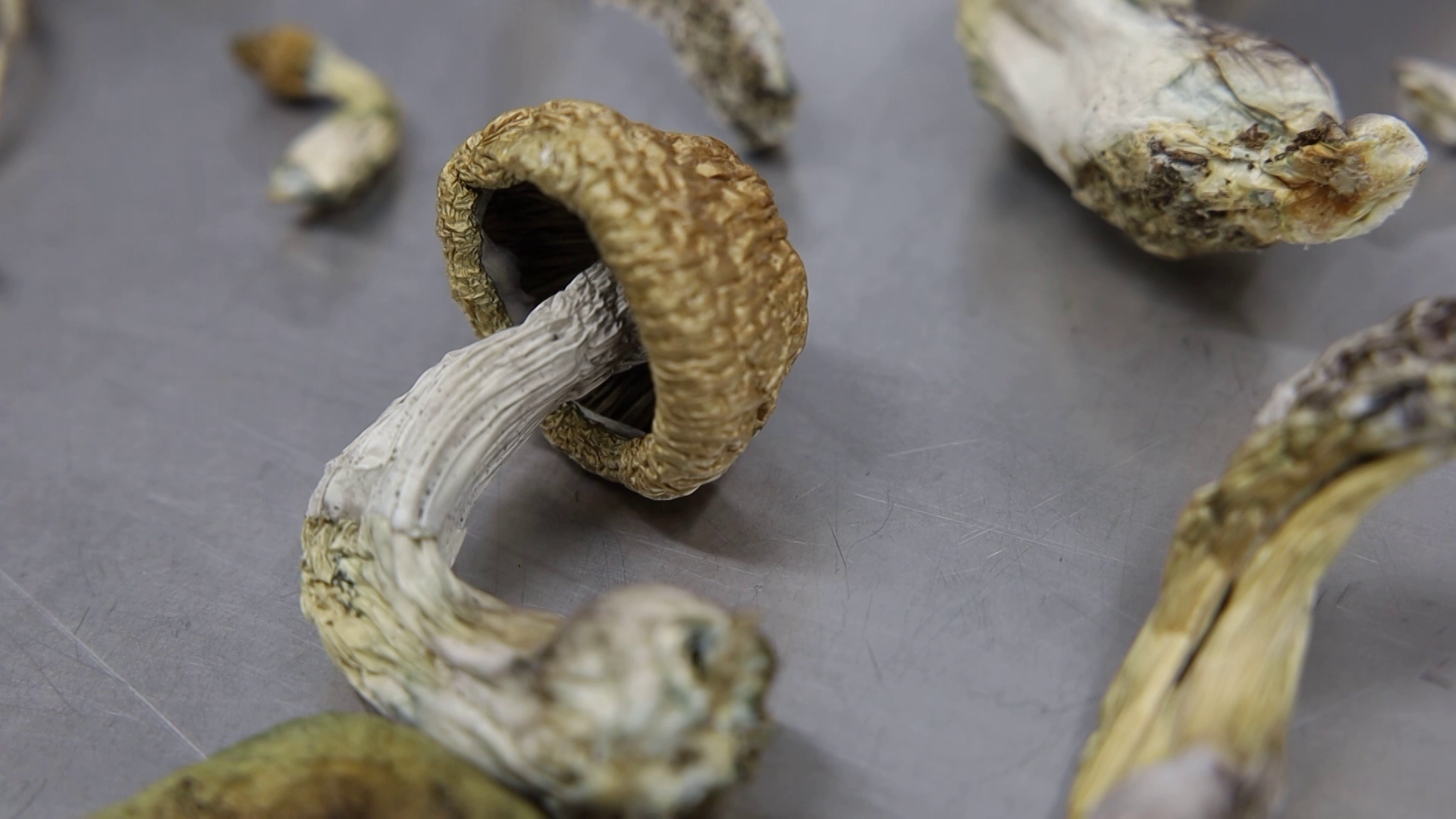 Alacabenzi and Albino Magic Mushrooms A+: Which Is Best? - Psychedelic Today Psychedelic-Today.com