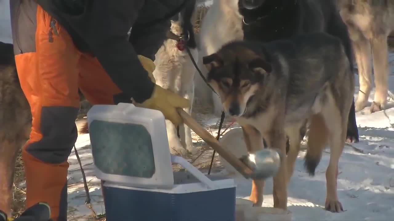 Wednesday evening Iditarod 54 update