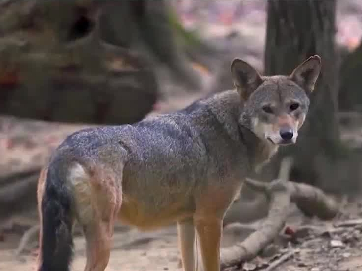Wild Inside: Saving America's Wolf