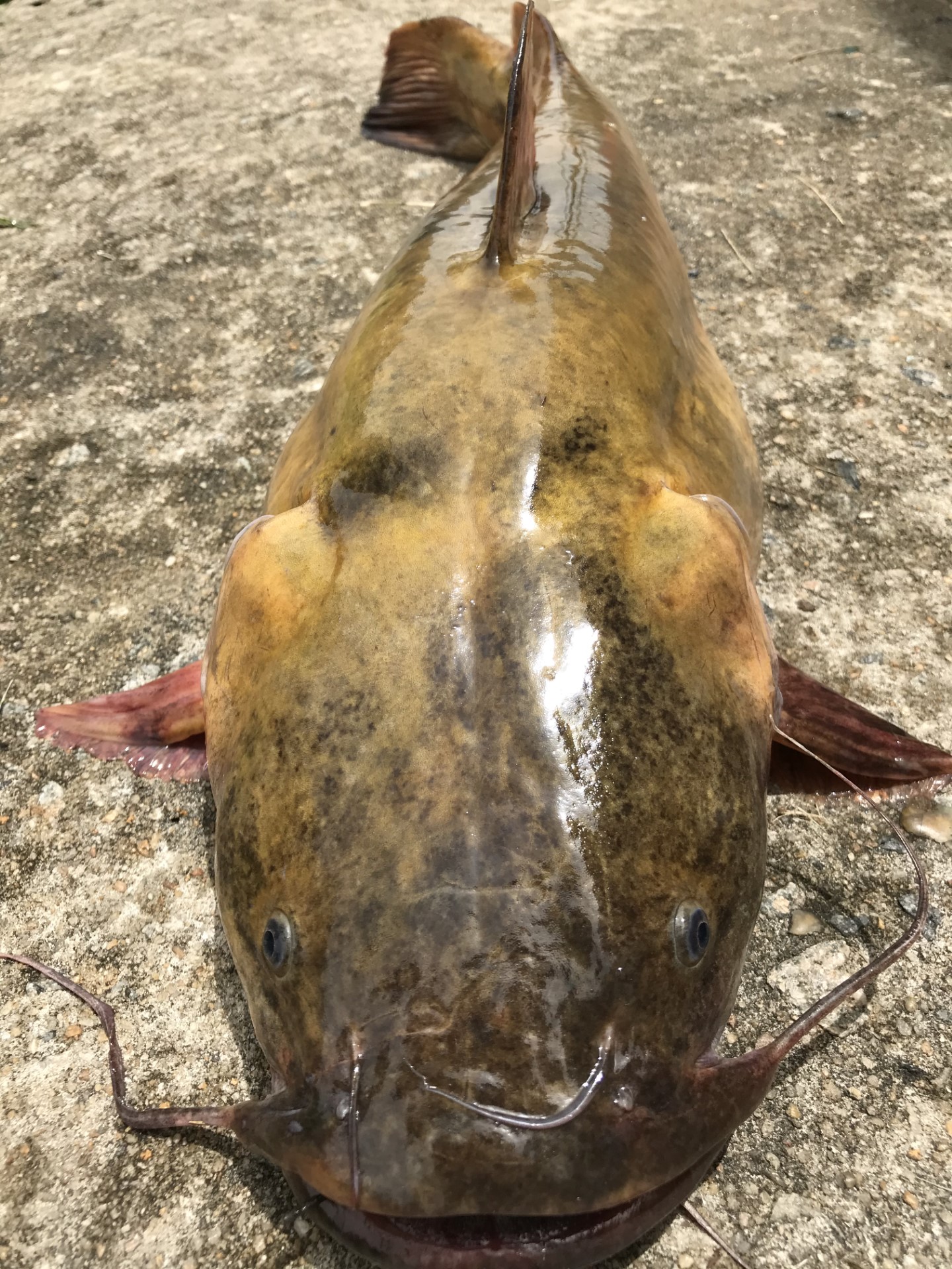 Non-native flathead catfish captured in Ogeechee River