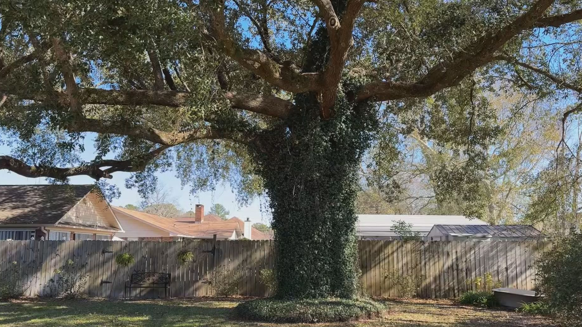 Biloxi considers nearly 20 trees for Majestic Tree Program designation