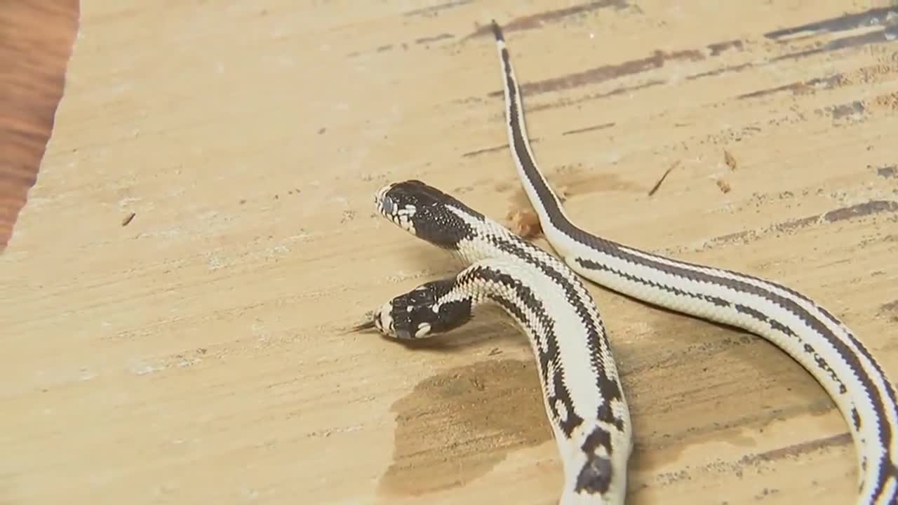 Rare 2-headed snake born at pet store