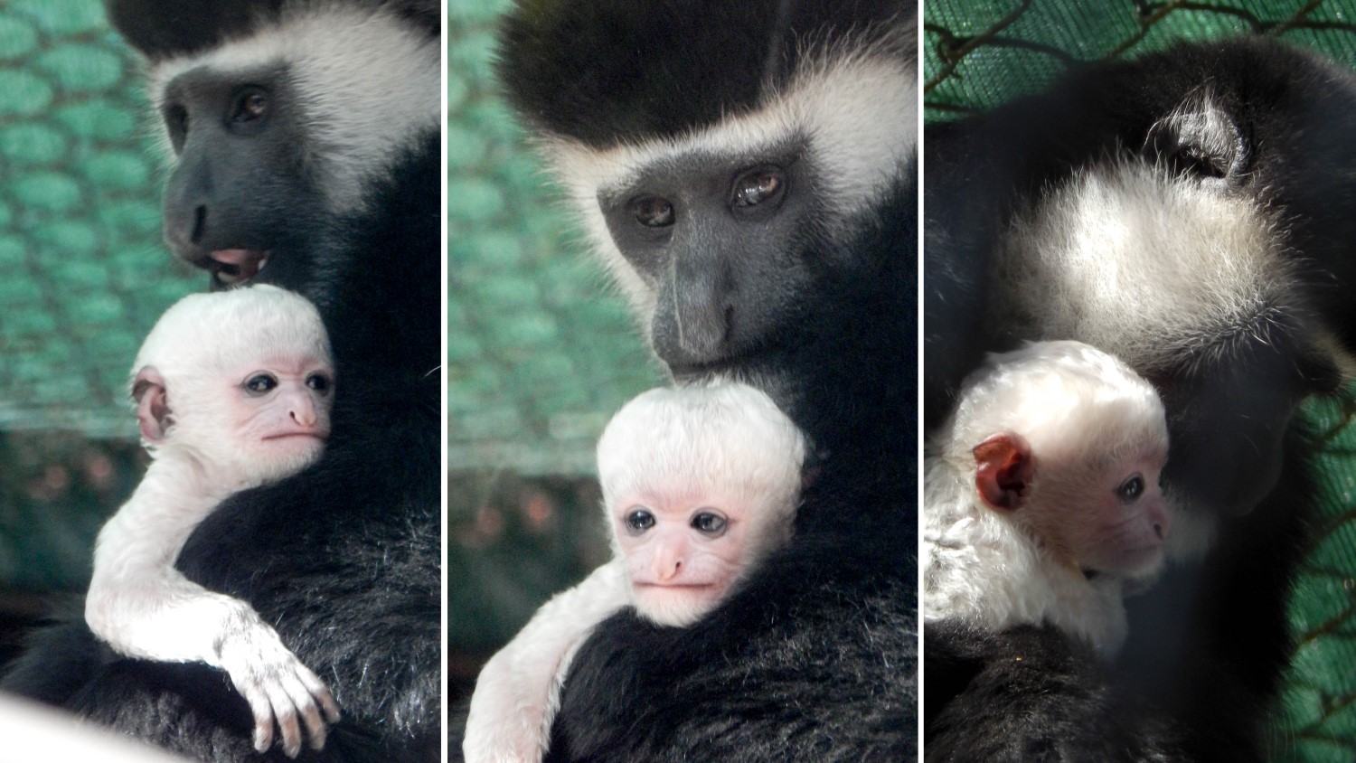 Potawatomi Zoo announces birth of black and white colobus monkey
