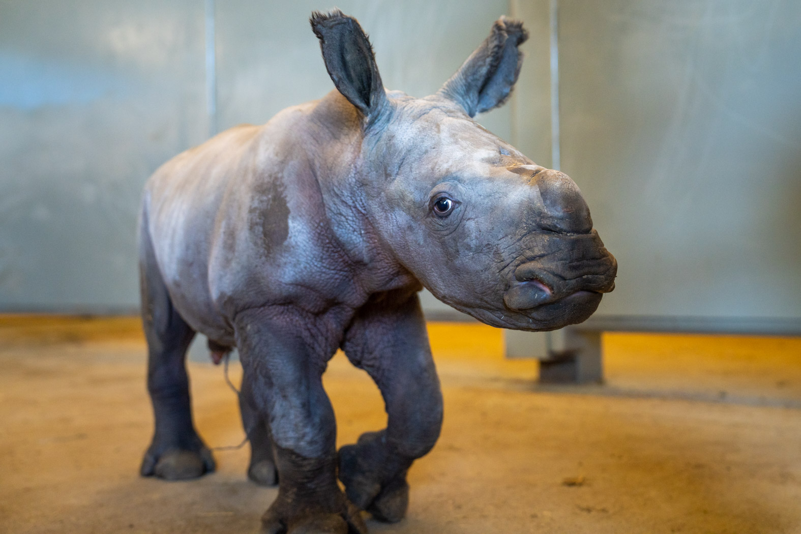 Strong and spunky': Ohio zoo welcomes birth of baby white rhinoceros