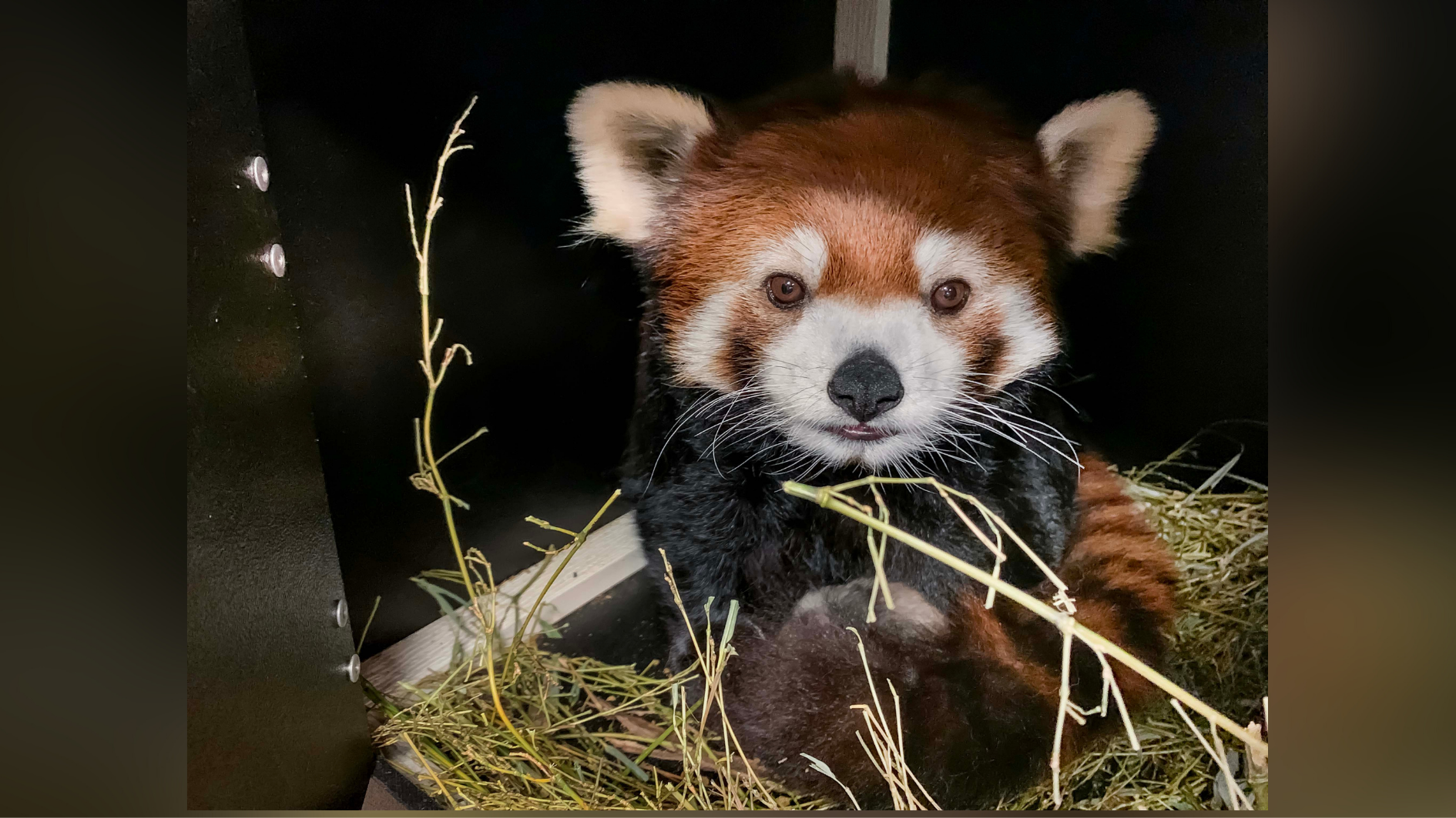 Zoo Welcomes Significant Birth Of Red Panda Female Cub