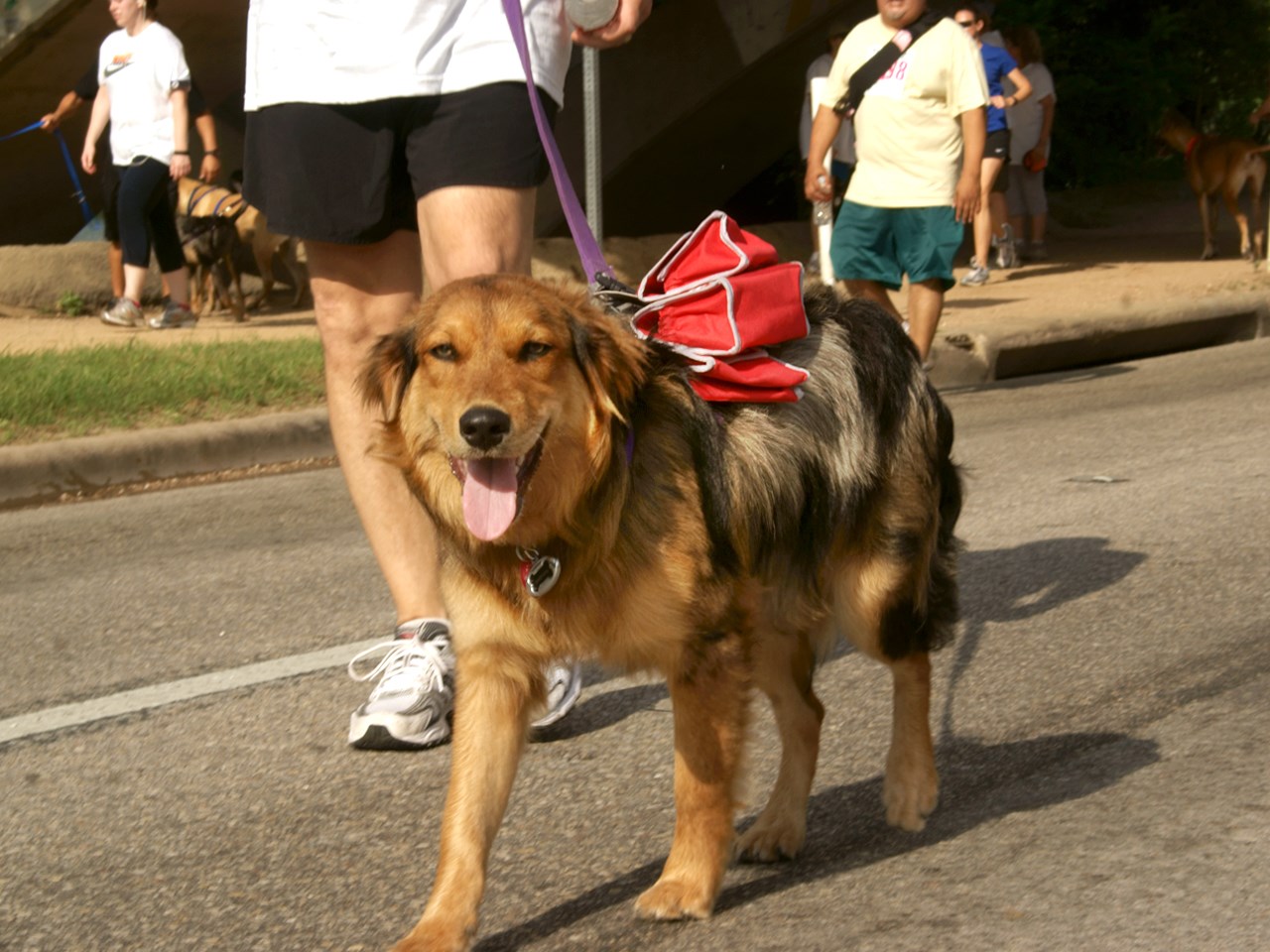 spca albrecht center