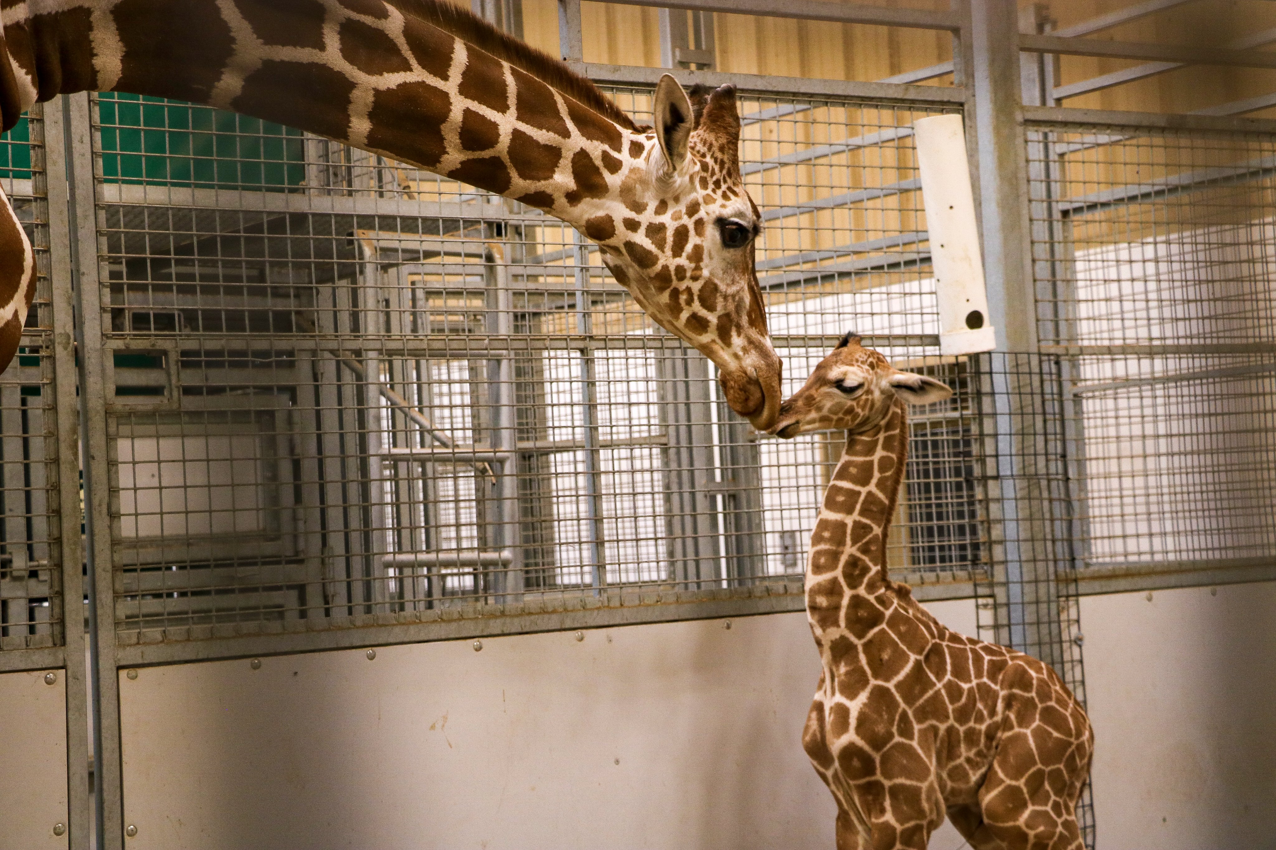 ホーロー風呂giraffe印 Omaha zoo releases name of baby giraffe
