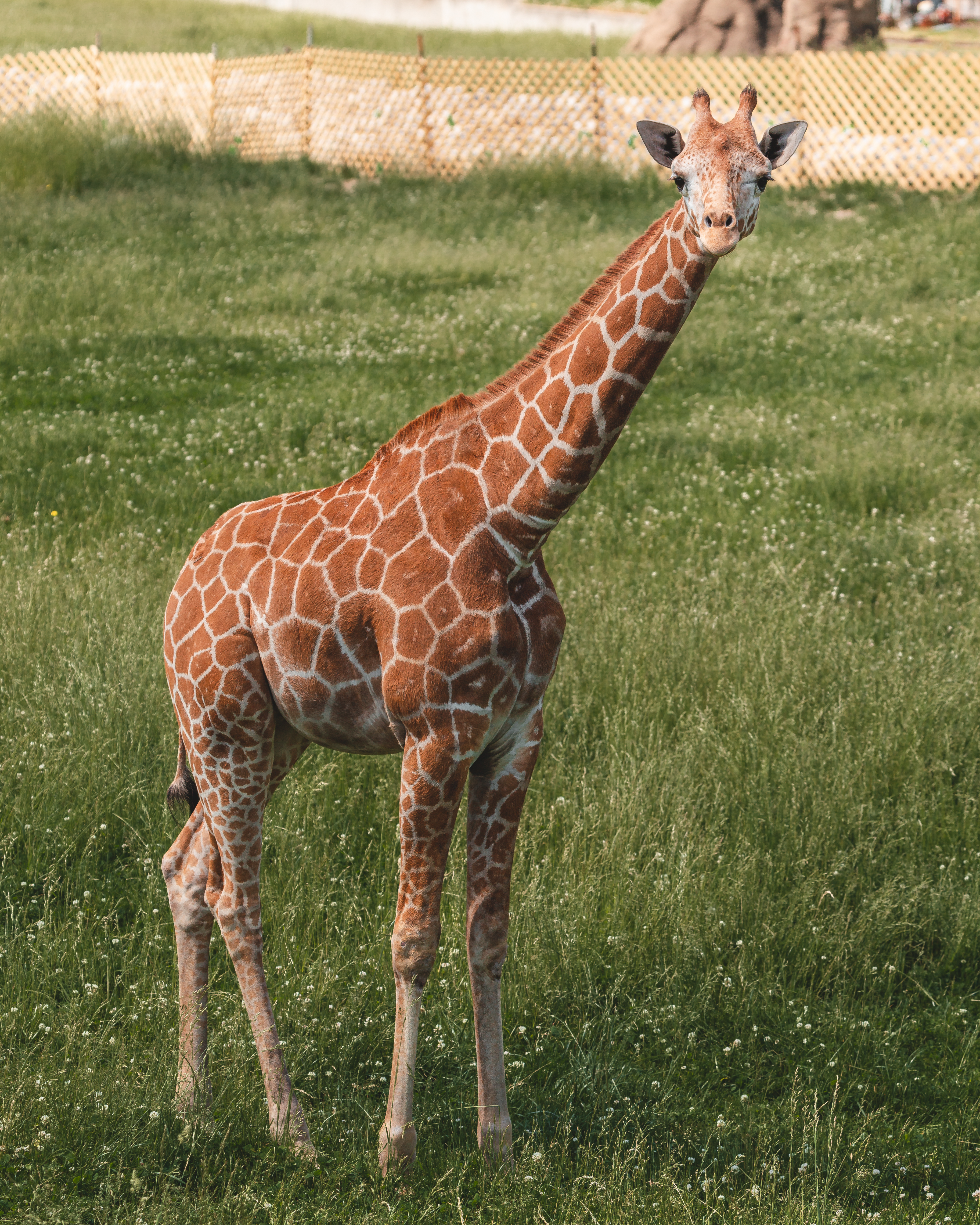 Toledo Zoo Welcomes Tiger Cubs Baby Giraffes