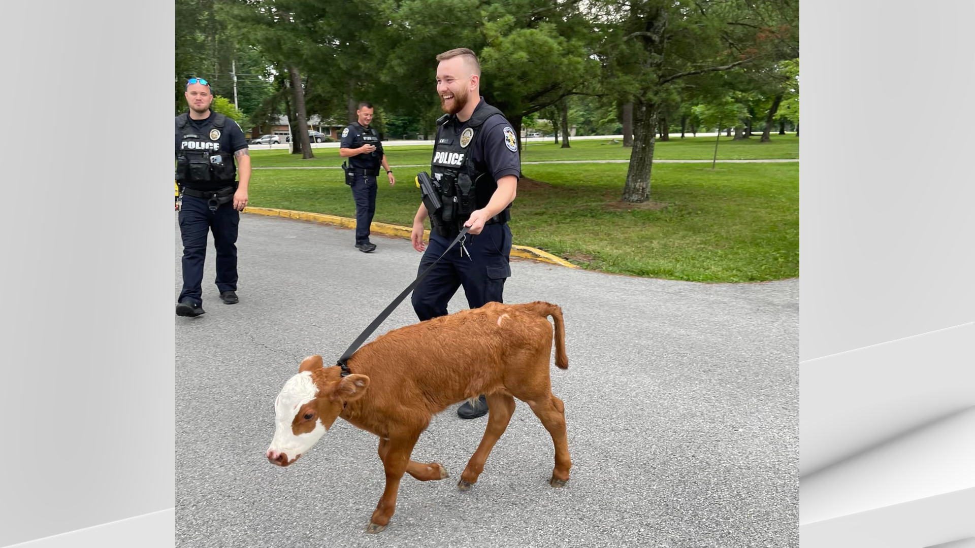 LMPD wrangles loose calf in Highview