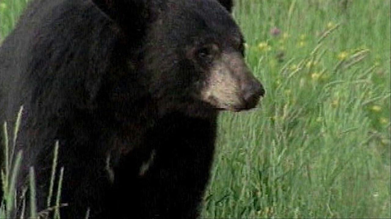 Record Kentucky bear hunt season exceeds quota