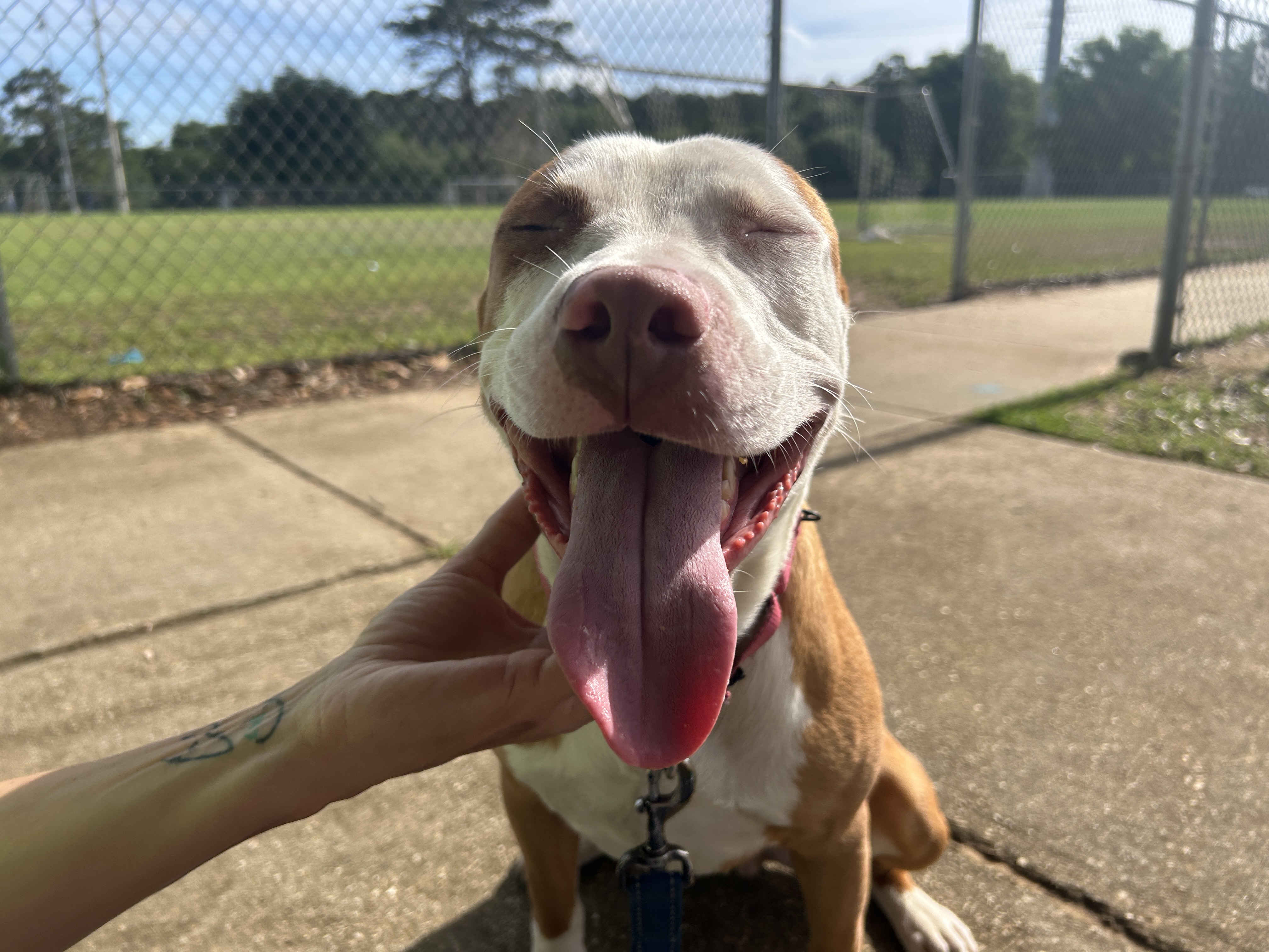 Furry Friday: These pups in search of dog moms (and dads) this