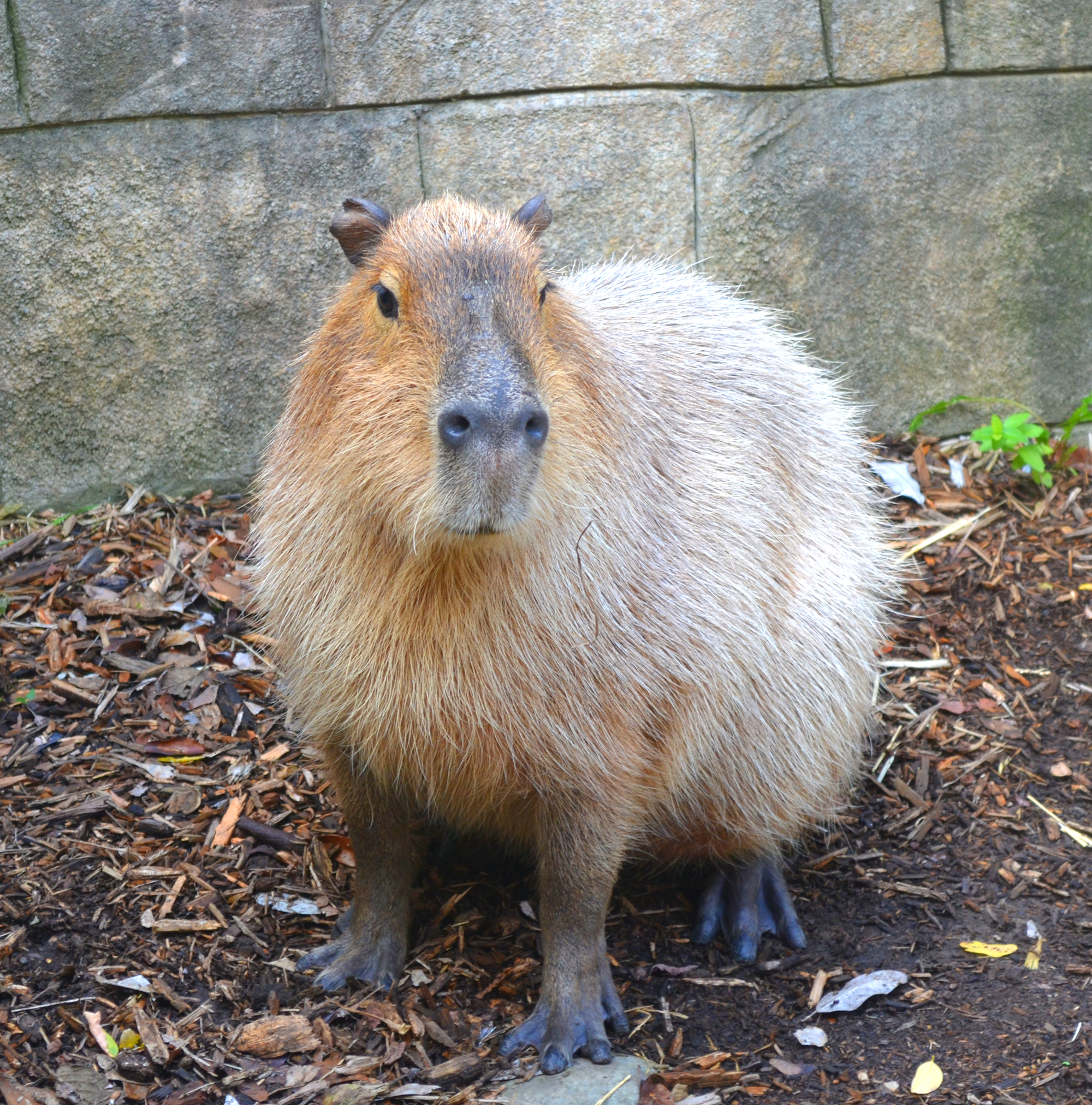 We are heartbroken': Akron Zoo mourns death of capybara