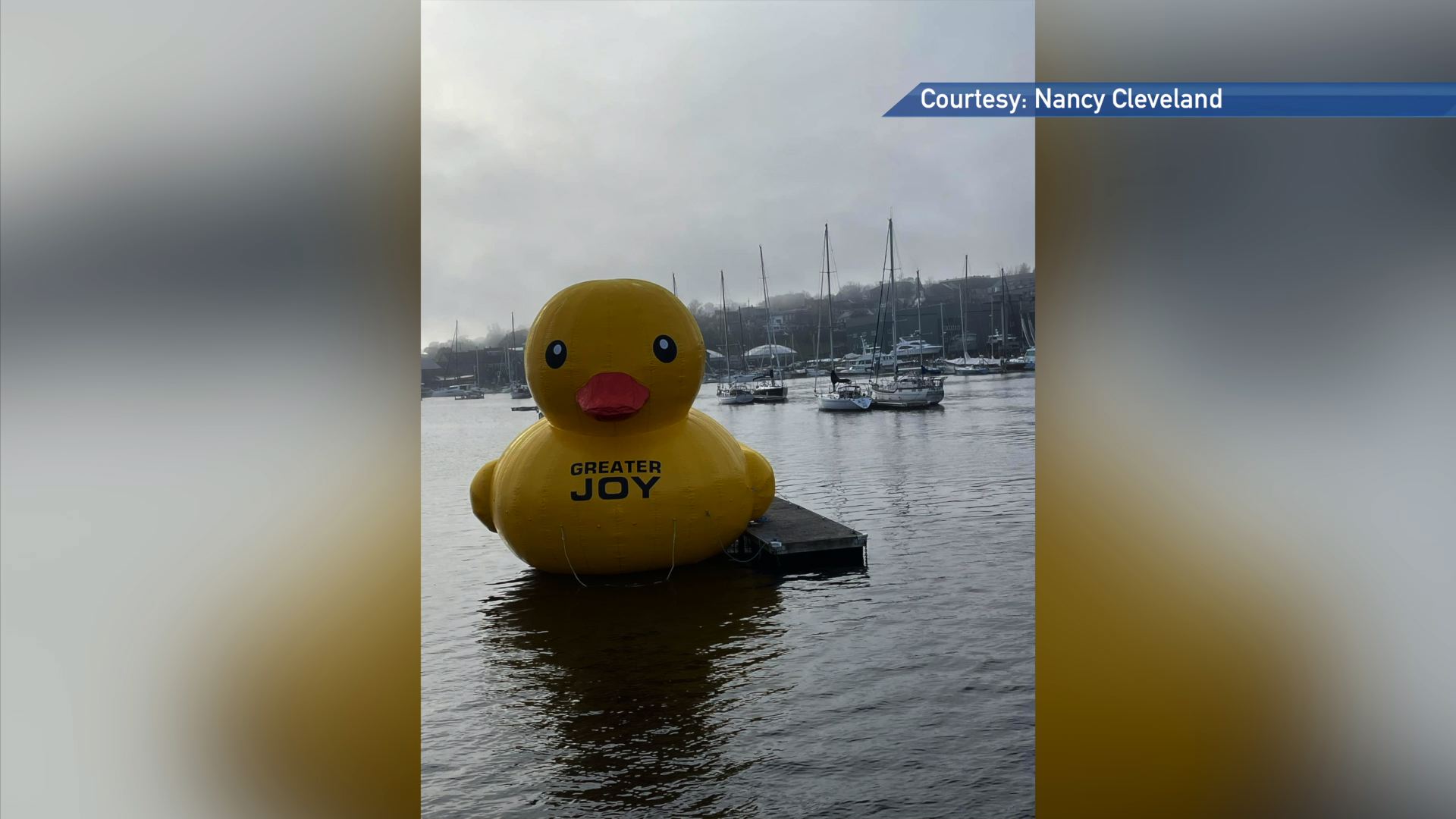 Giant inflatable ducks return to Belfast Harbor in Maine for a