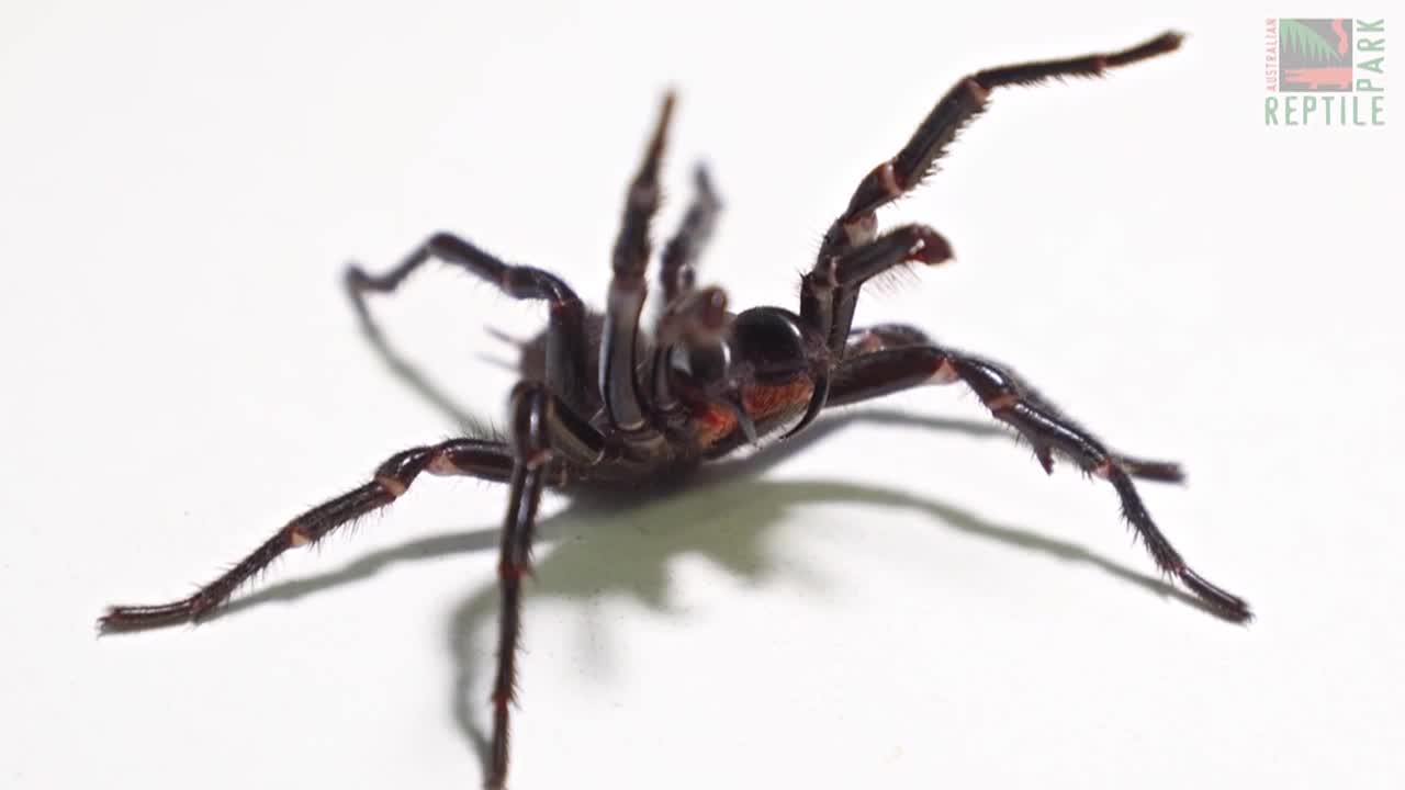 Zoo finds its biggest-ever deadly funnel-web spider