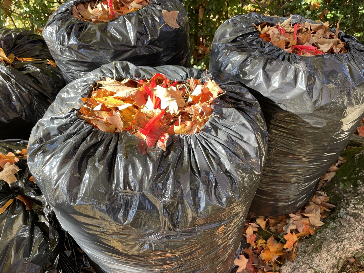Plastic Bags Not Accepted for Curbside Yard Waste Beginning March 1, News
