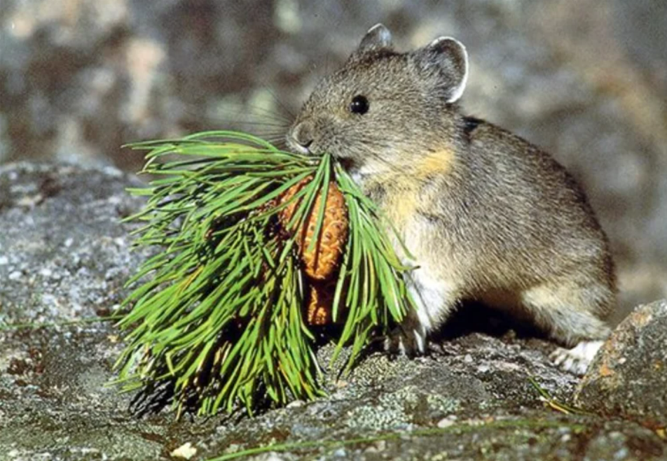 Pika watchers sought for summer season in Columbia River Gorge