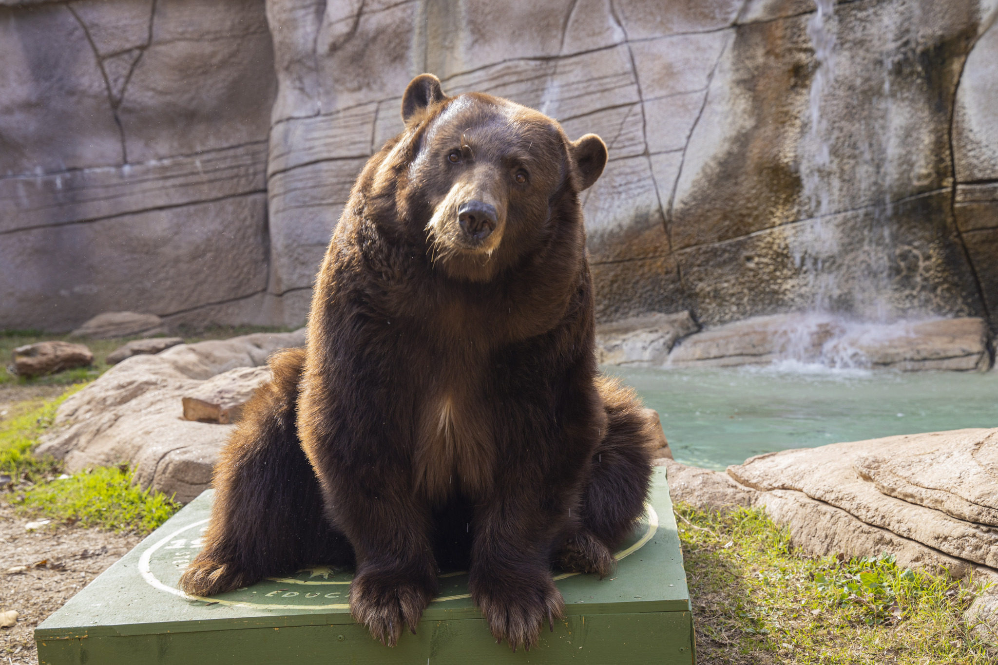 Baylor Bear Habitat