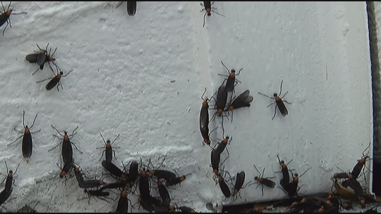 Love Bugs - Why they came out in such full force