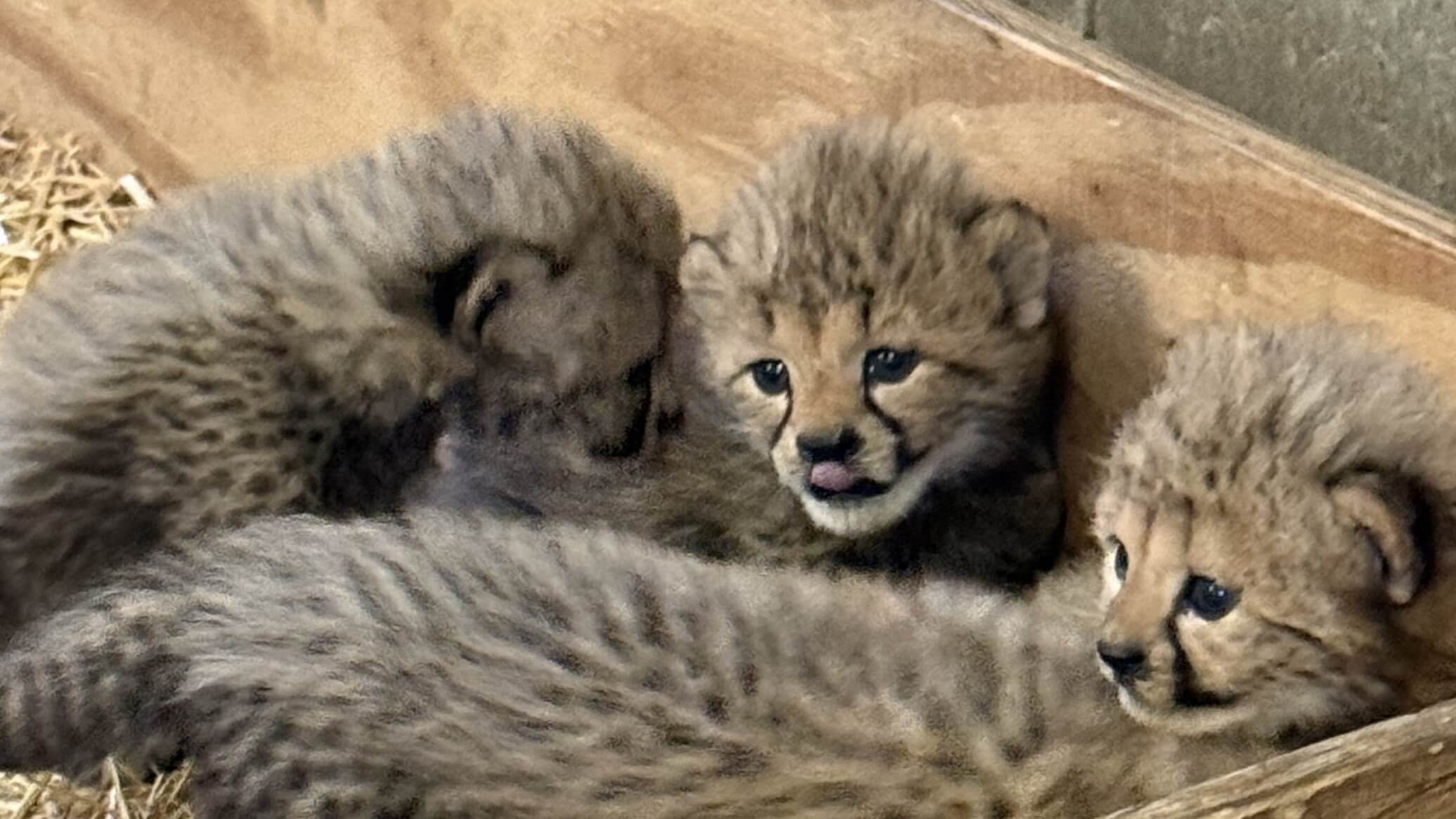 Cora the cheetah welcomes a new litter