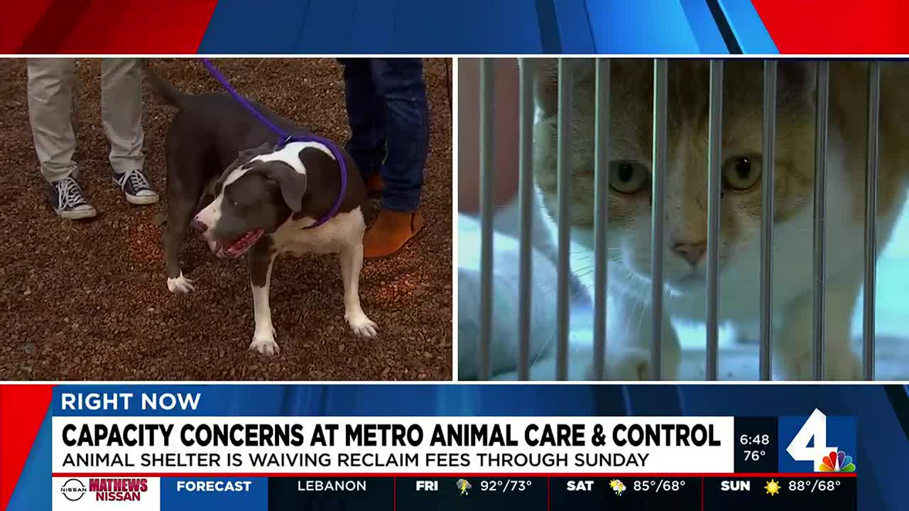 Nashville animal shelter looks for help as facility surpasses capacity  limits