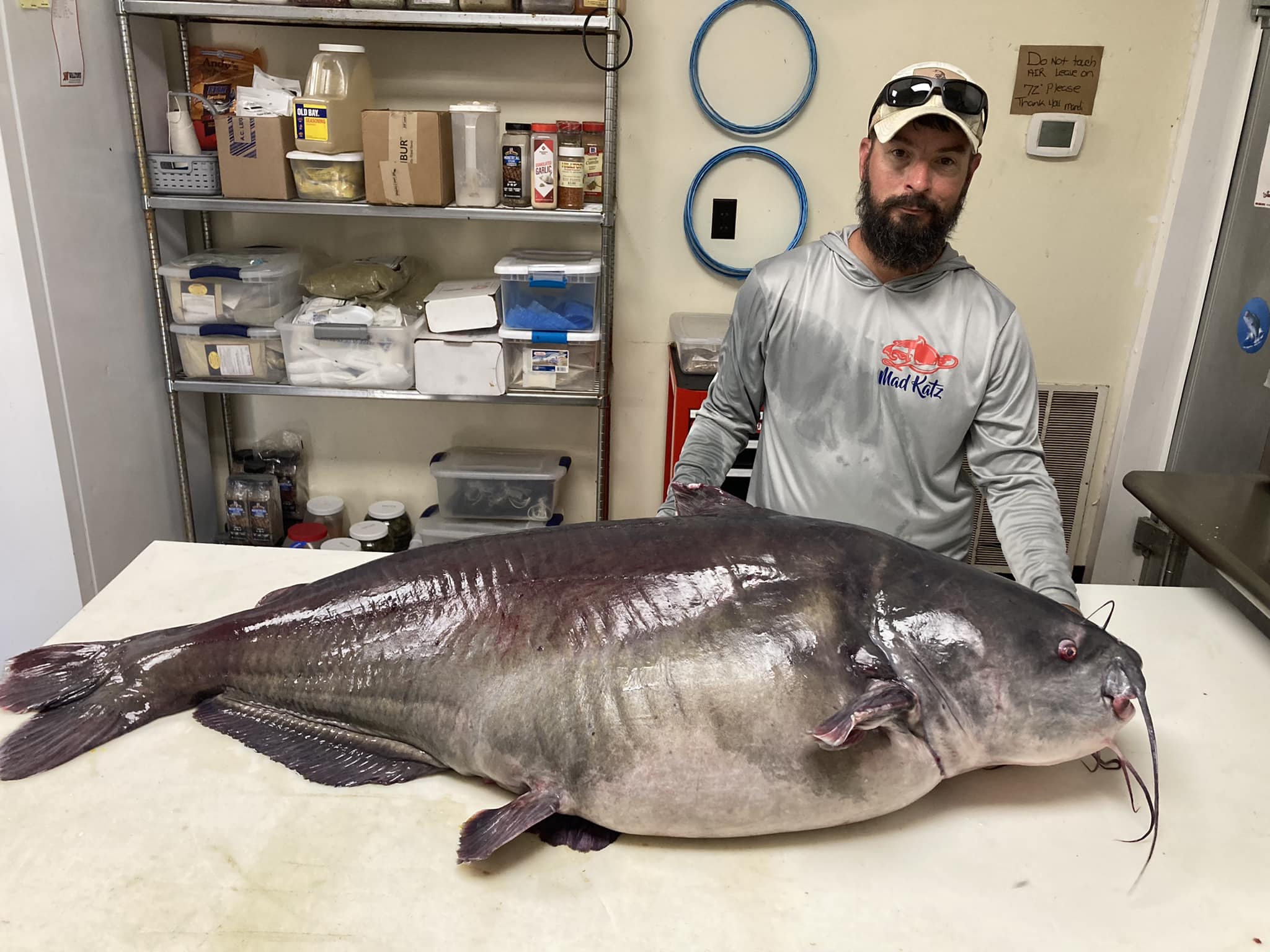 Monster' blue catfish could break Tennessee record, wildlife officials say