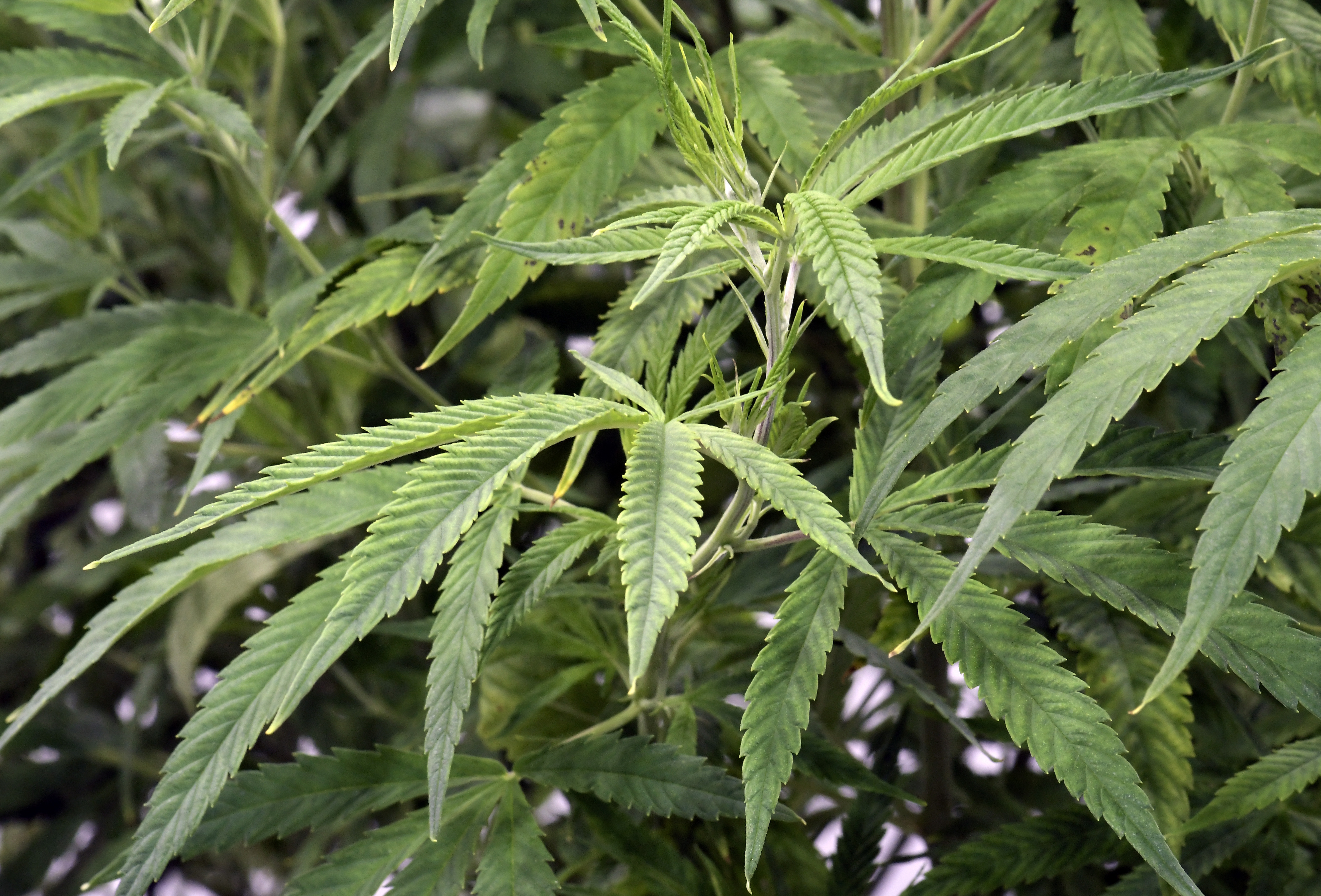 UPDATE: Cleveland City Council votes to decriminalize marijuana possession  under 200 grams