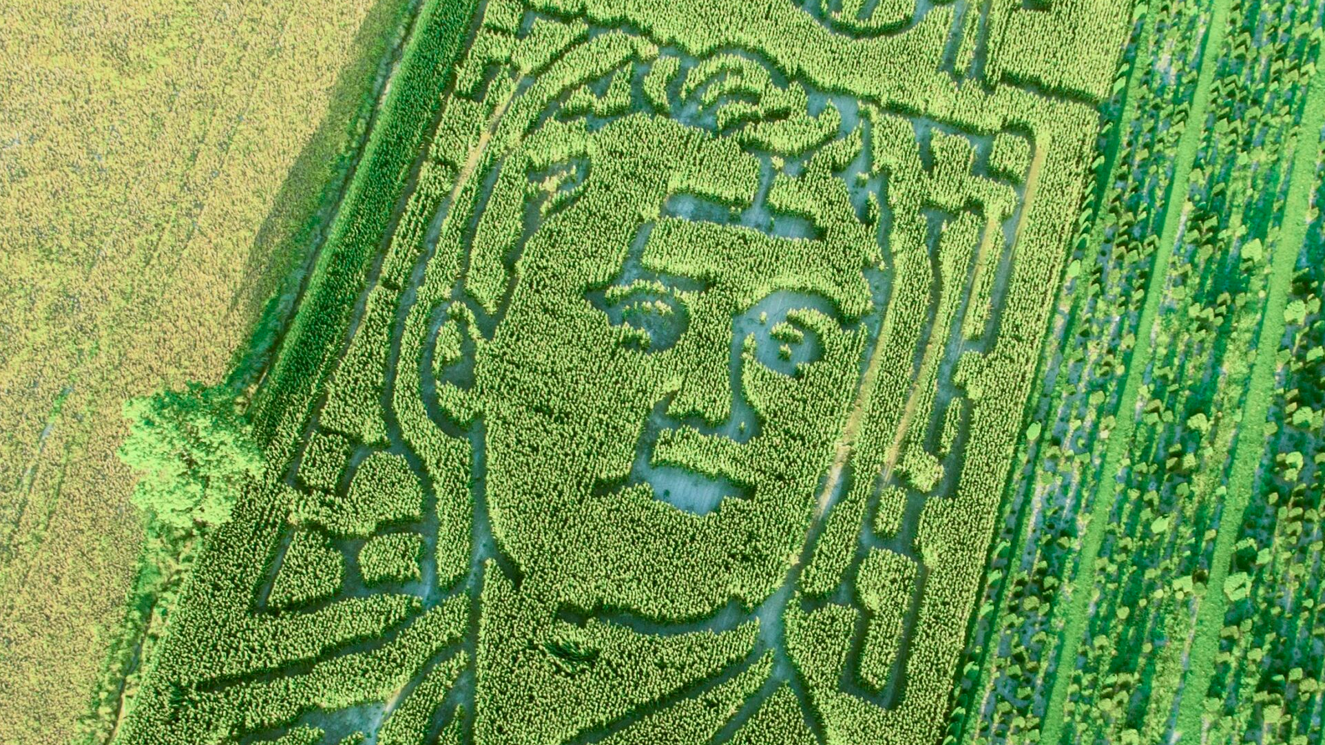 緑色パトリック・チーキー アイルランド500体限定品 約36cm Goebel Farms honors Charlie Kirk with corn maze design