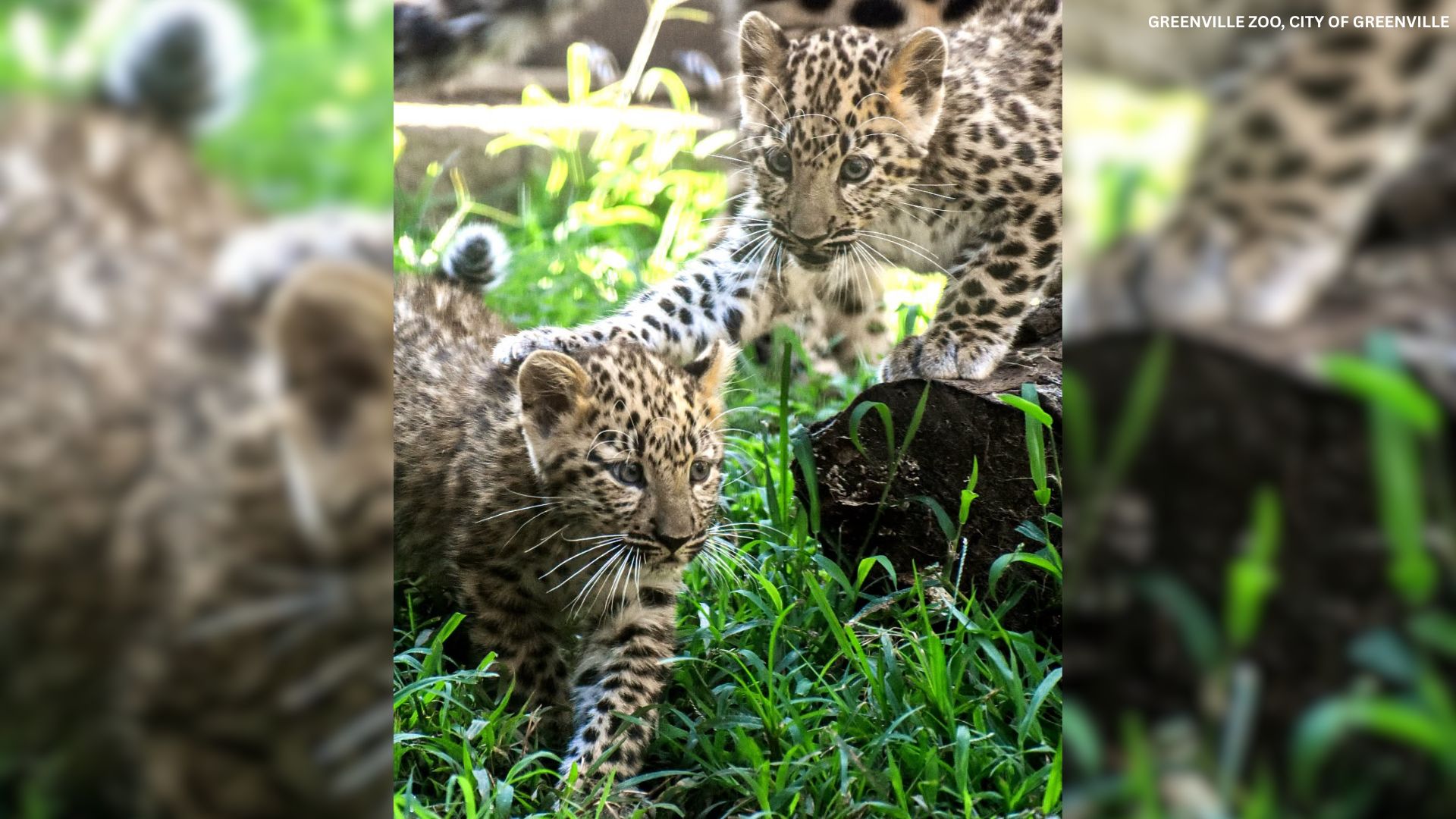 Greenville Zoo Amur Leopard cubs named, spotted in main exhibit