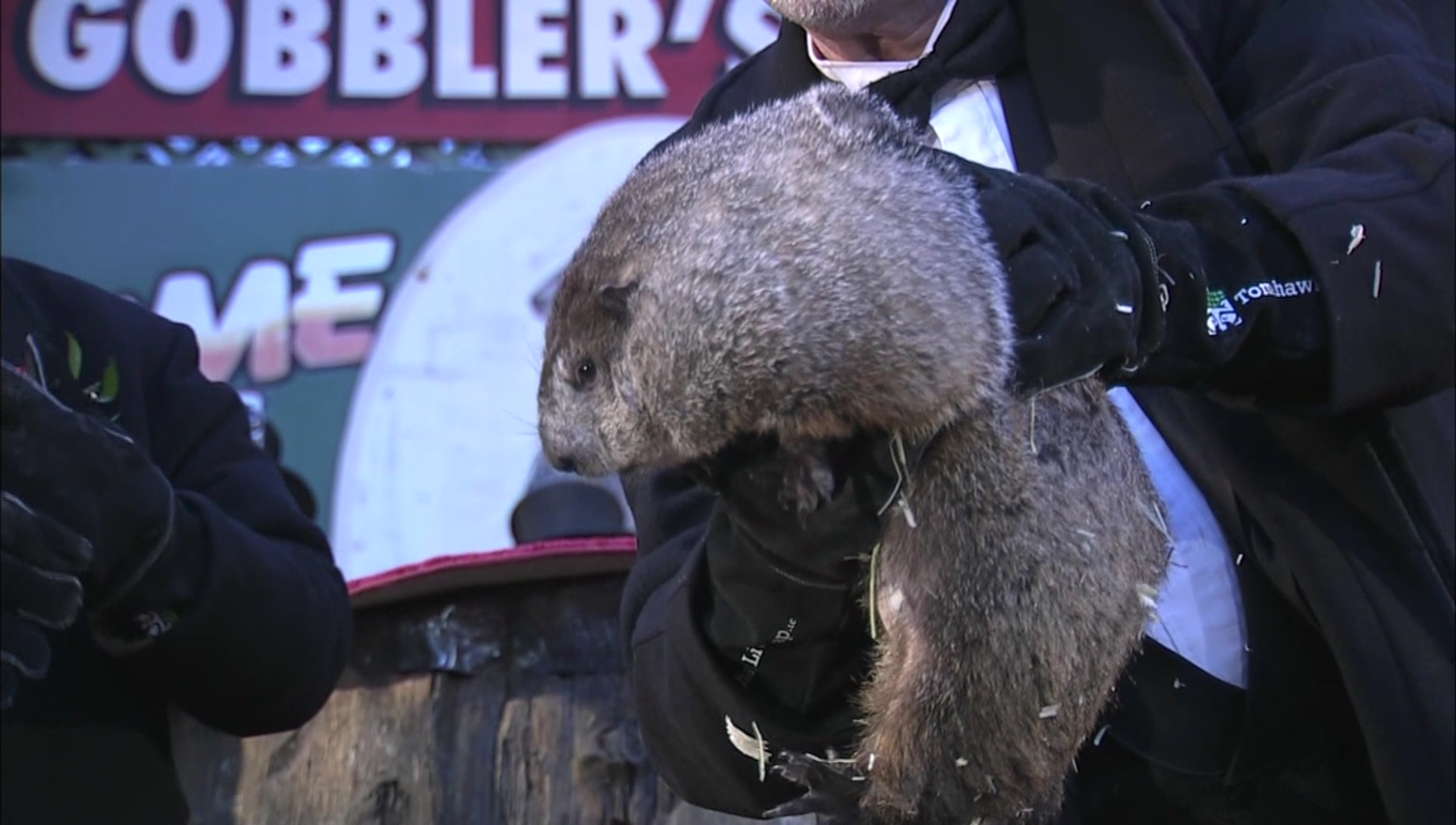 Punxsutawney Phil Woody The Woodchuck Make Groundhog Day Predictions