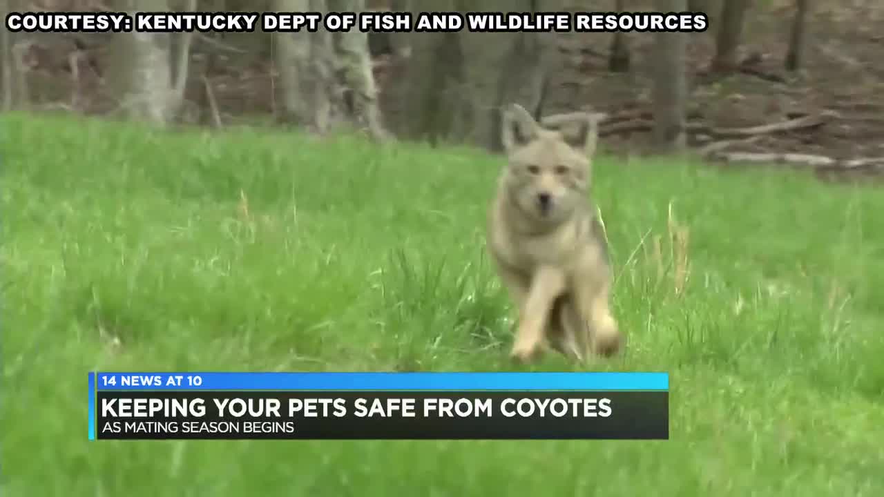 can coyotes mate with dogs