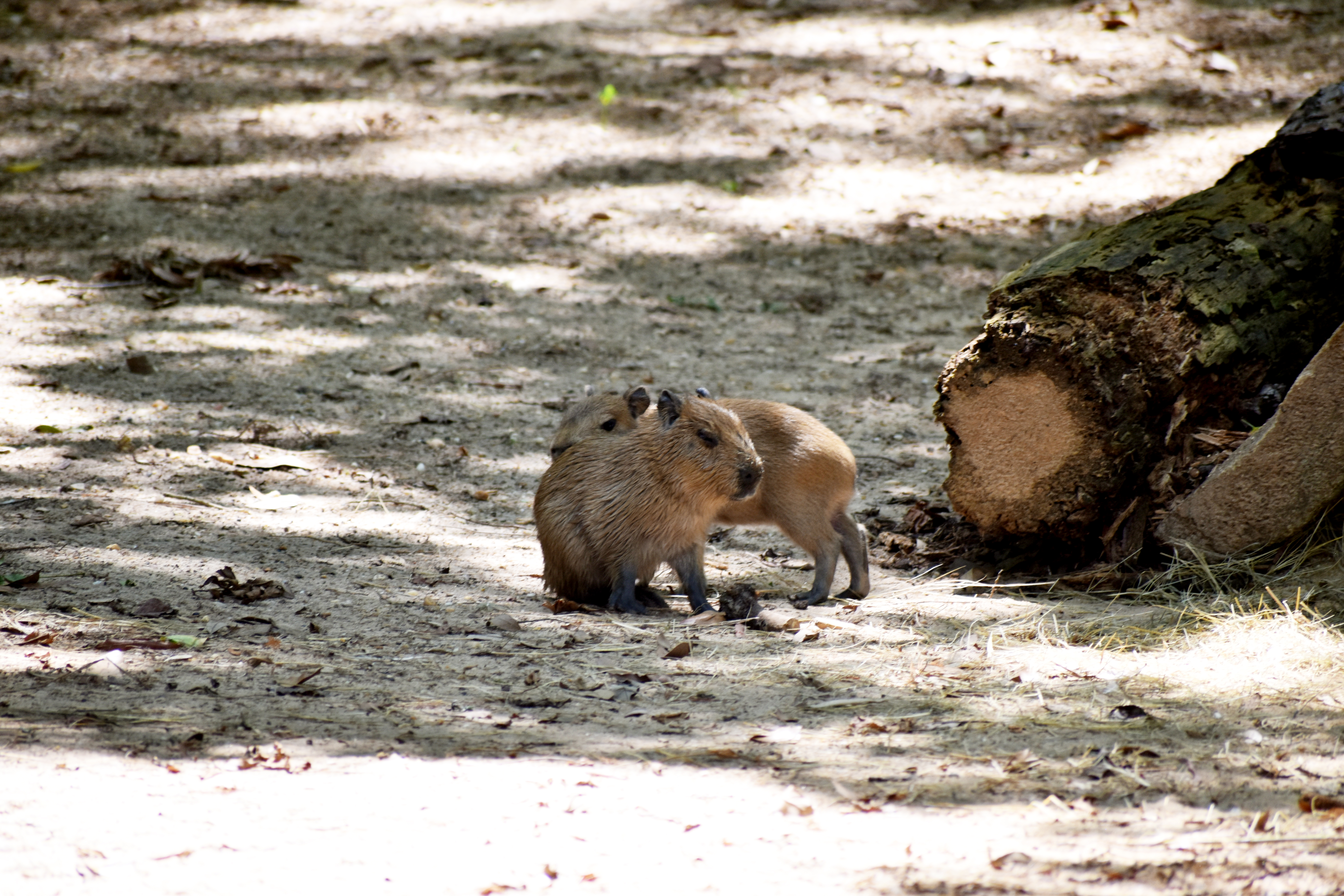 Montgomery Zoo welcomes 7 capybara pups