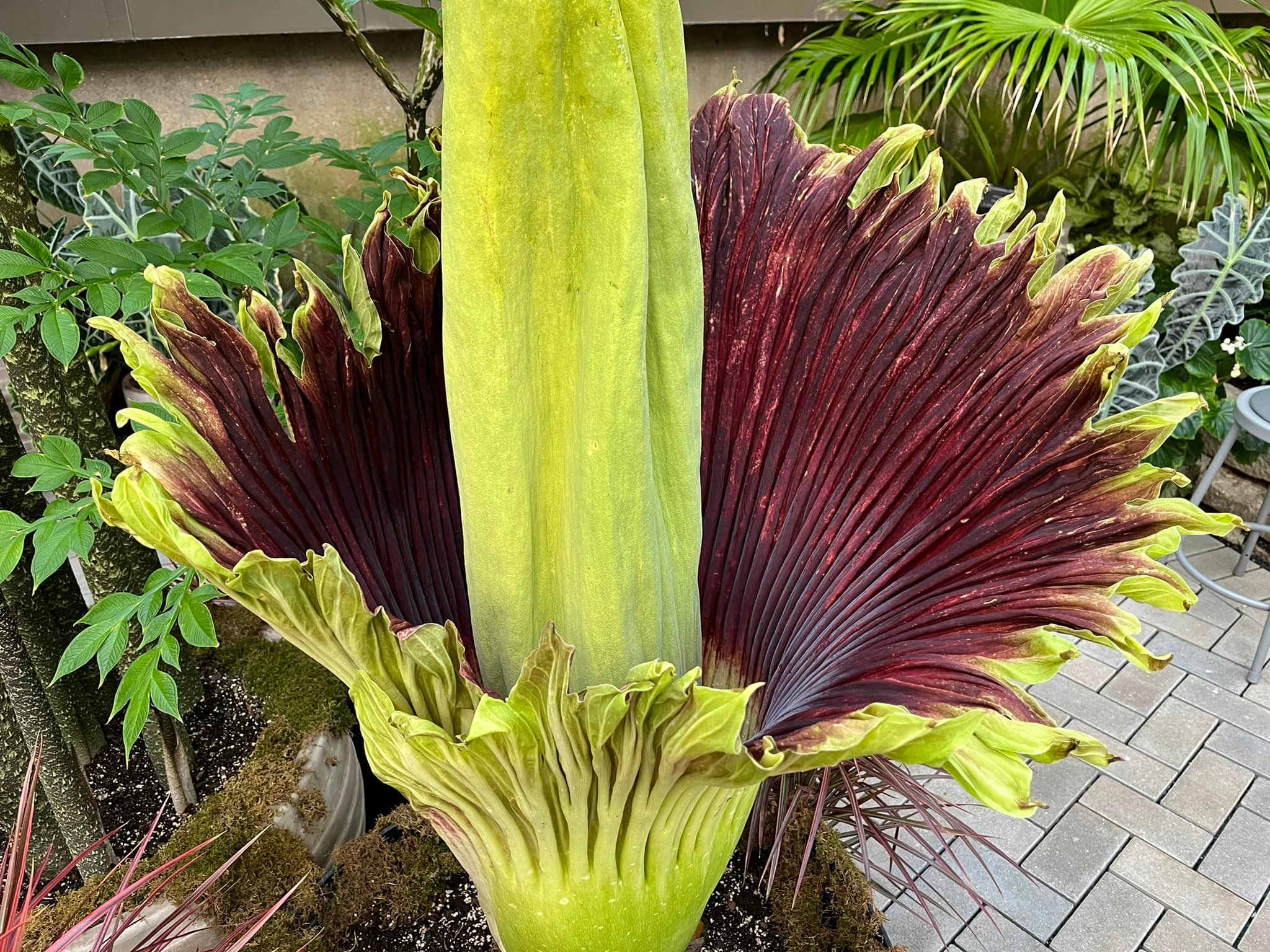 Stinky Flower Stinky Flower