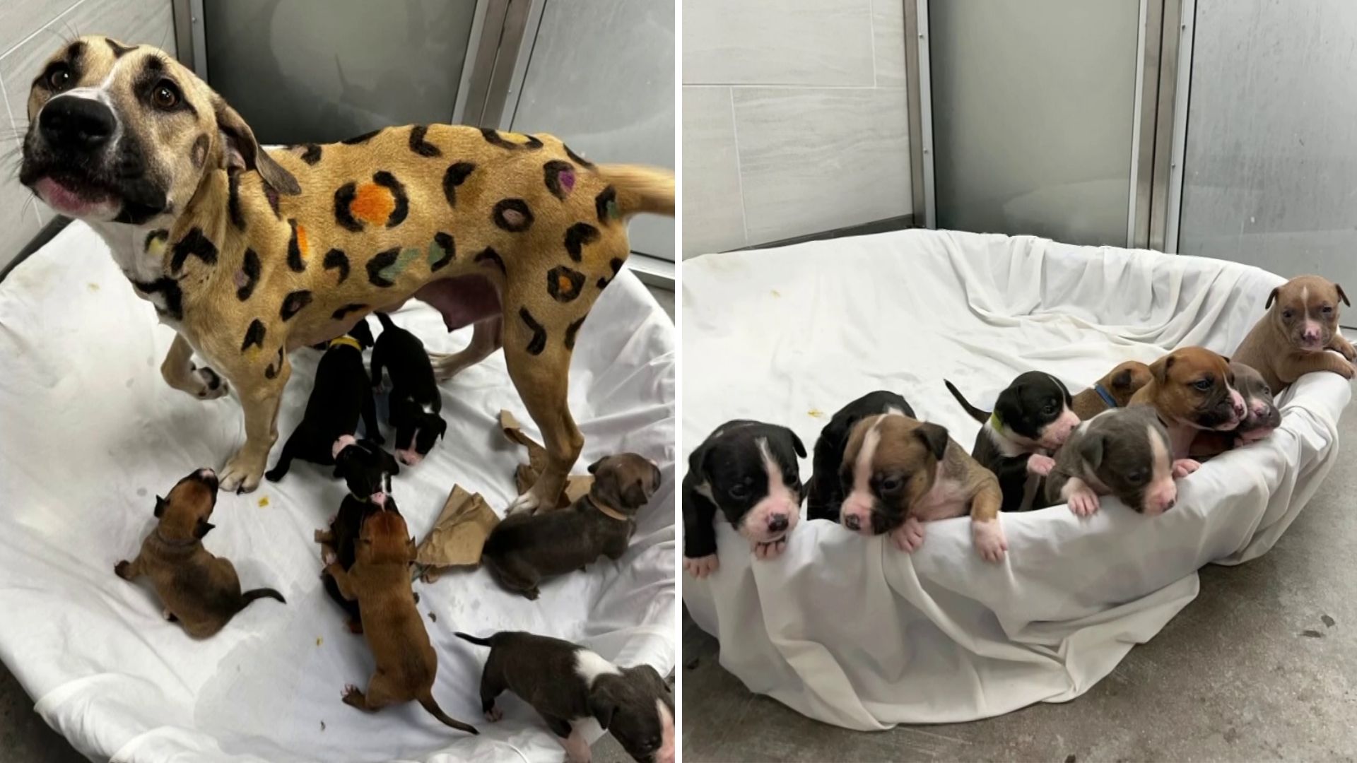 Leopard print dog, pups left in scorching Arizona heat find new