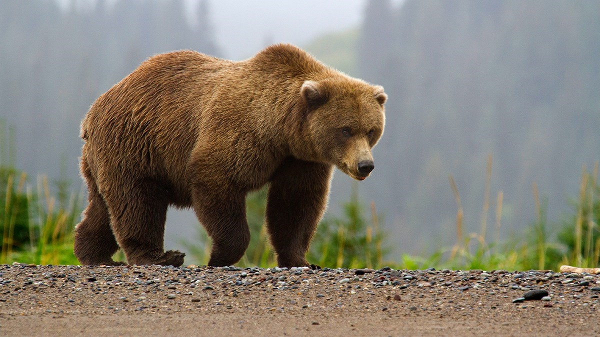 Eagle River man in the hospital after mauling by grizzly in Wrangell-St.  Elias National Park