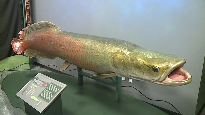 Getting up close with massive freshwater fish: The Monster Fish