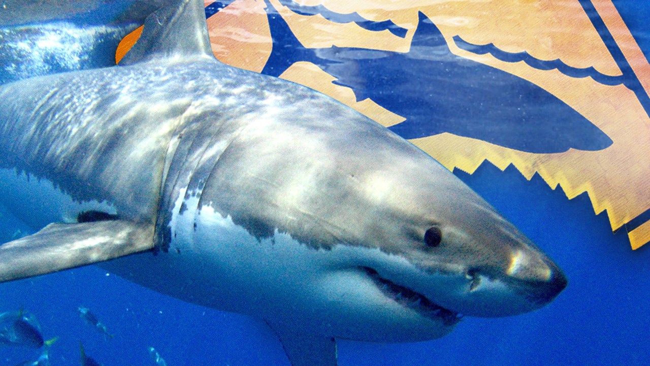 3,500-lbs. great white shark off Long Beach Island