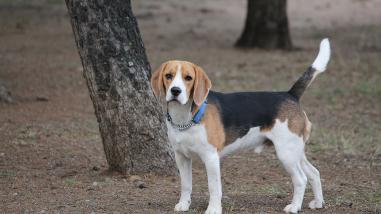 are beagles good swimmers