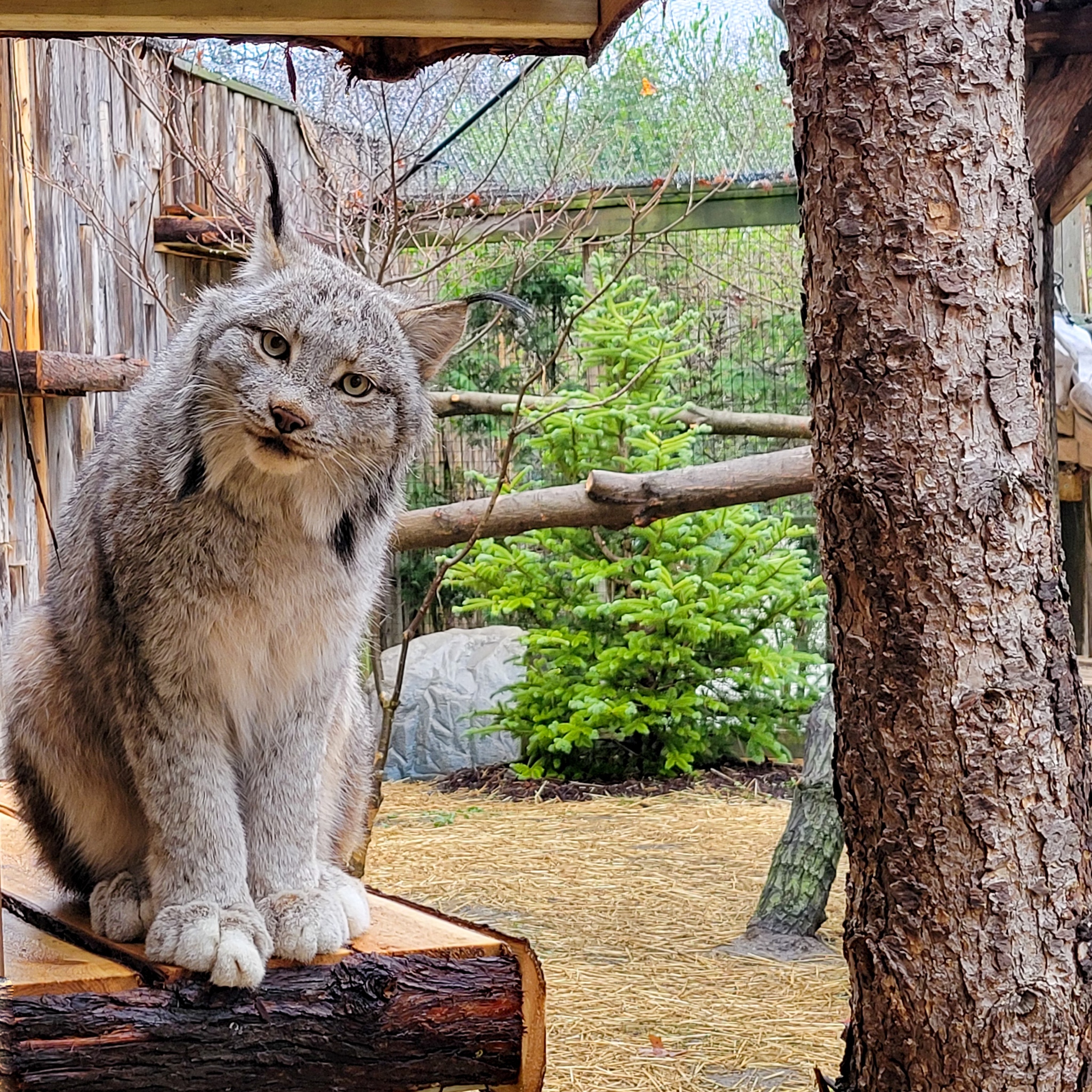 Potter Park Zoo introduces Canadian Lynx Brothers to the Mid