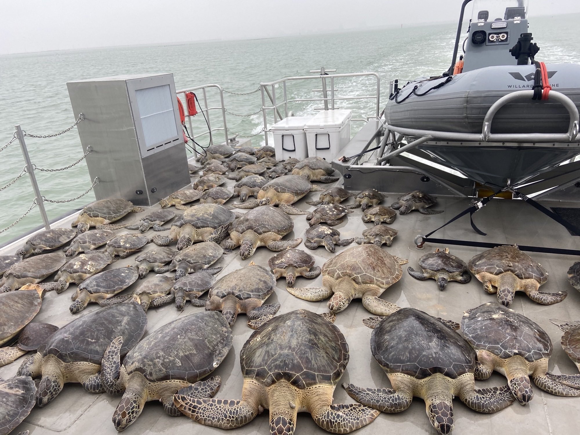 Image result for rescue sea turtles game wardens texas waters