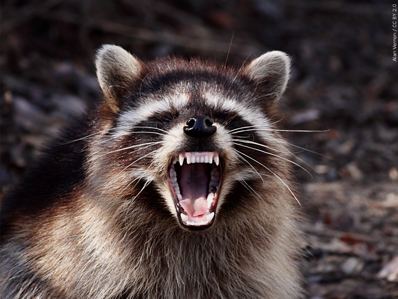 Aggressive raccoons target pets in Grand Junction neighborhood