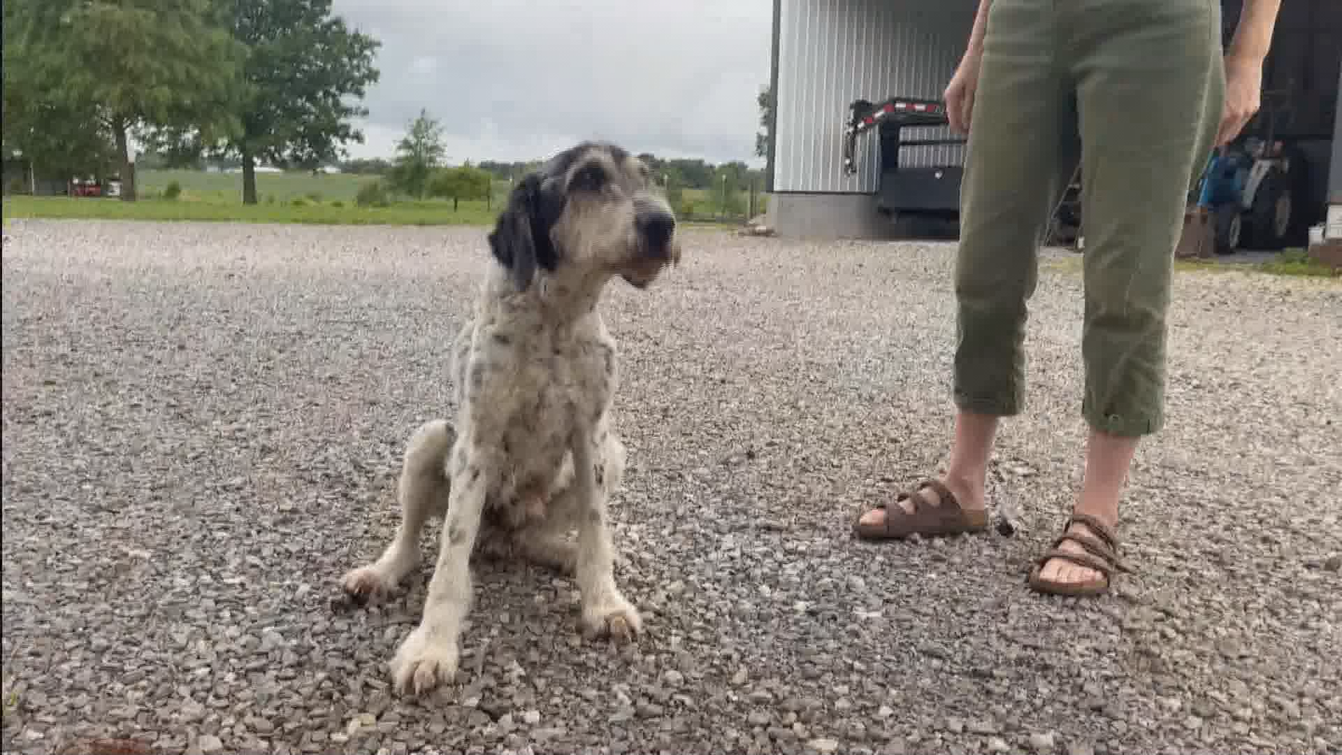 Dog reunites with family after spelunkers rescue her in cave