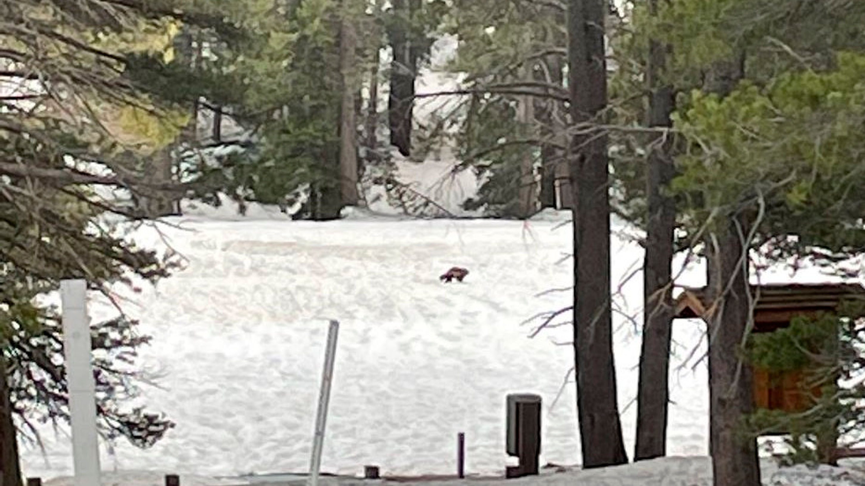 Young, wild and free: Wolverine spotted in California for only second time  in last 100 years