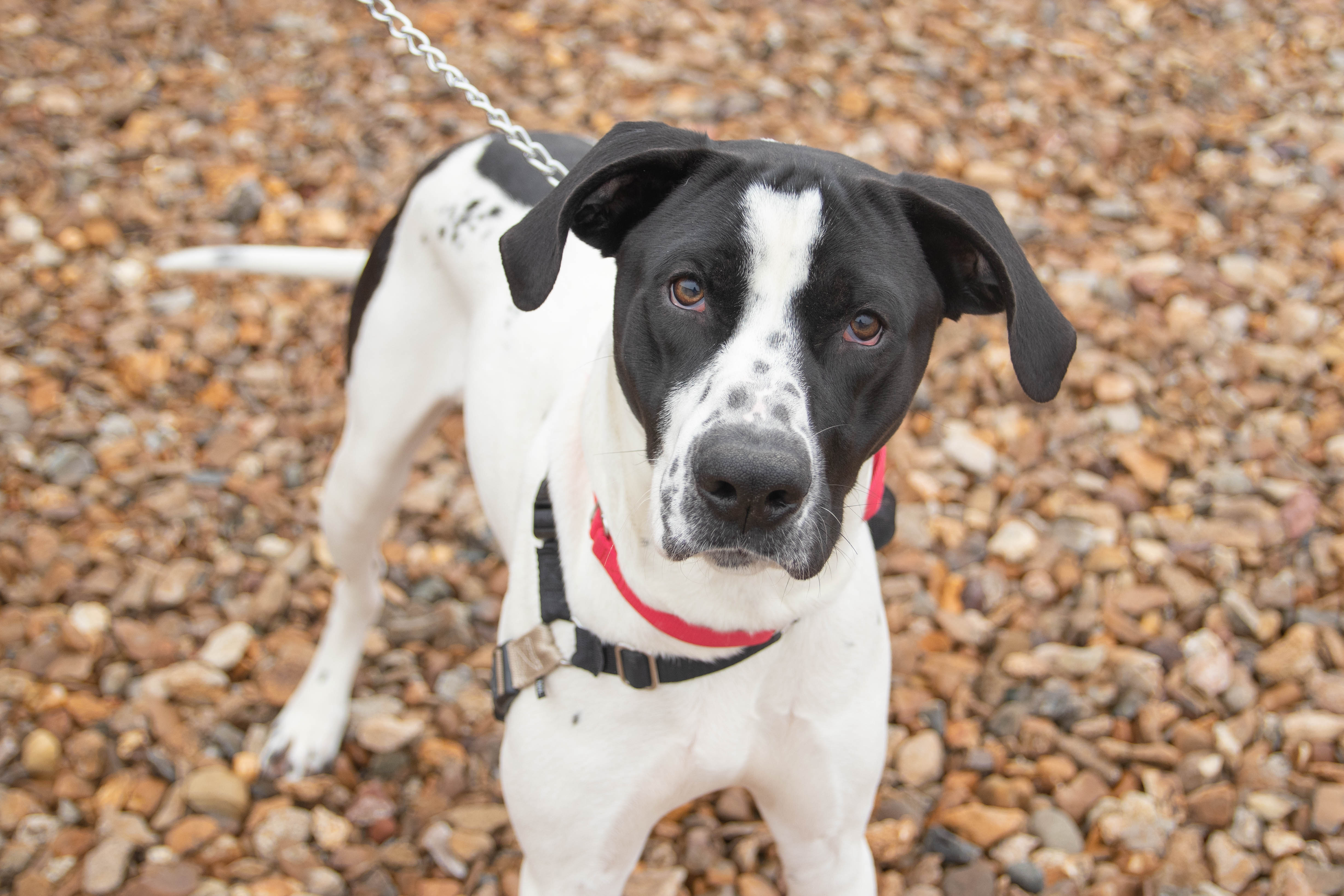 Pet of the Day: Monty