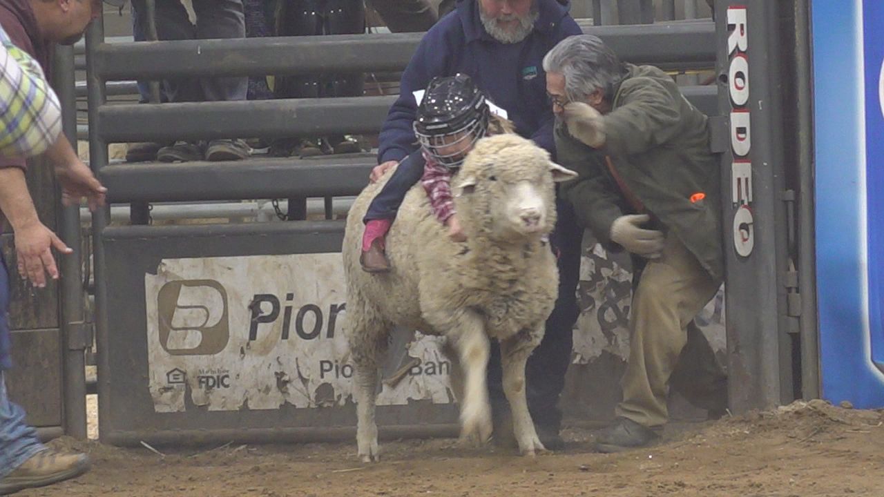 Young rodeo stars shine at Stock Show's 'Mutton Bustin'