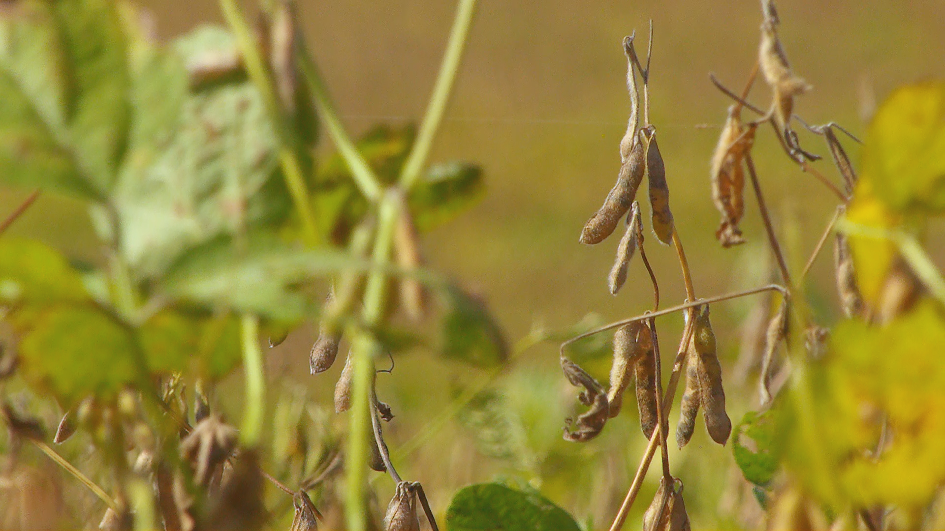 Crypto.com picks Tyler for North America headquarters