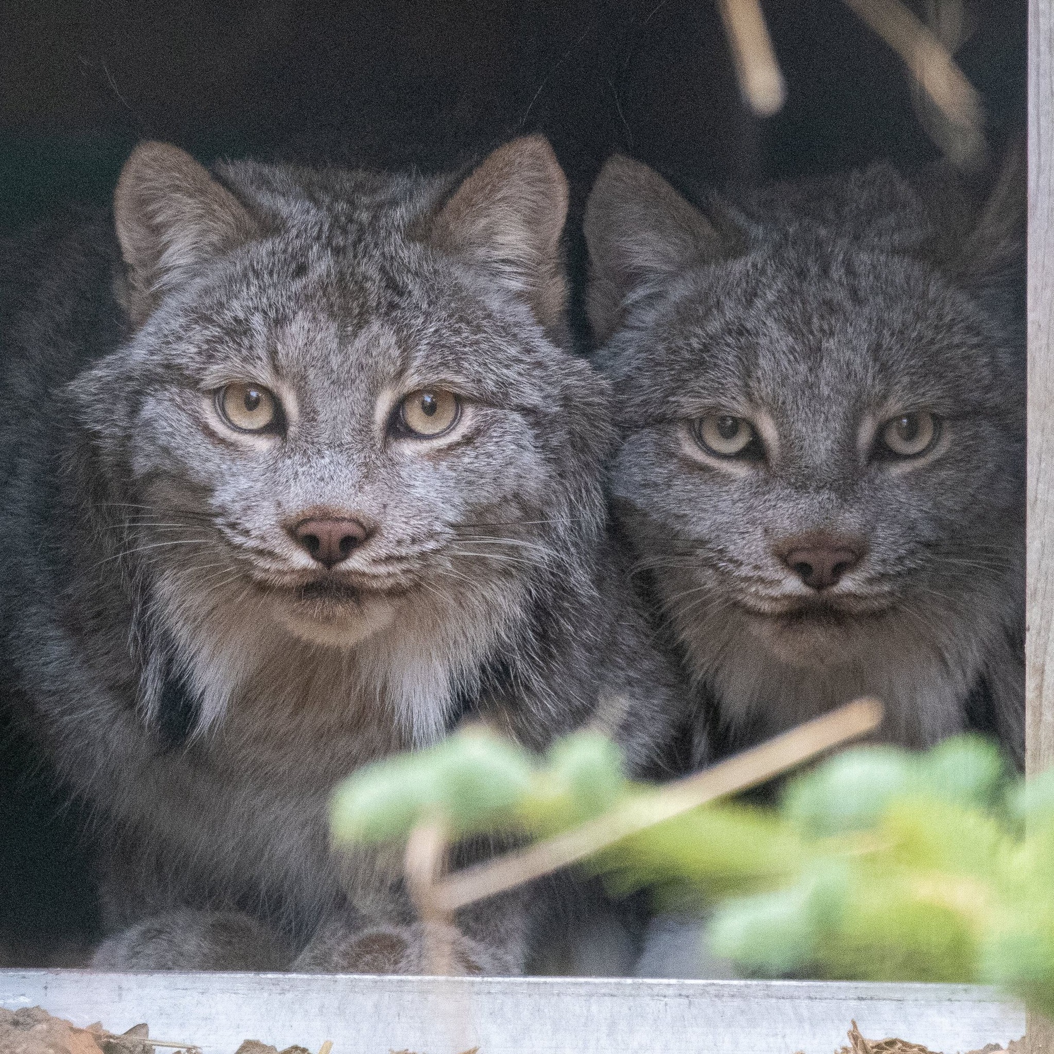 Potter Park Zoo introduces Canadian Lynx Brothers to the Mid