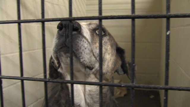 Geronimo Opens New Animal Shelter