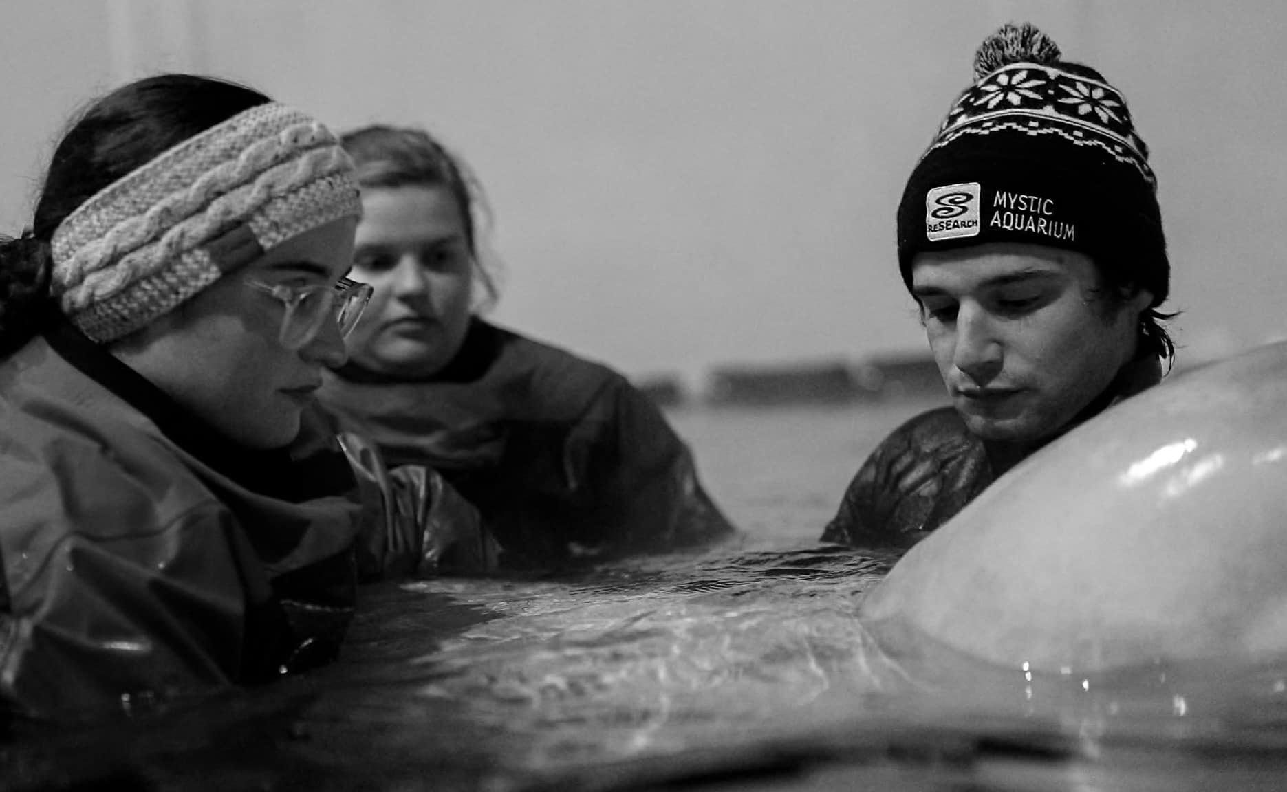 Beluga from Marineland sent to U.S. aquarium dies