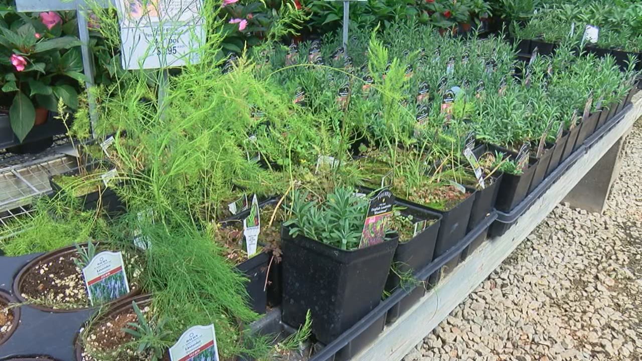 hanging plant shelves Plant Shelf (Dark & Stormy)