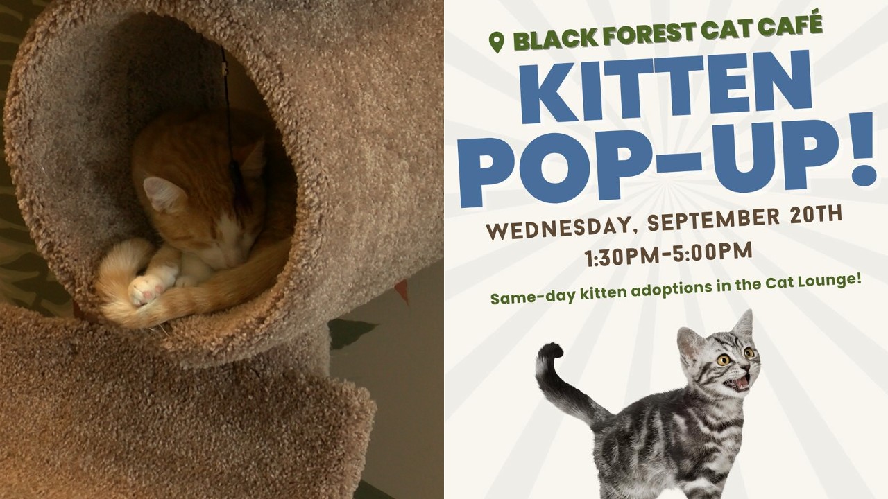 Kitten cafe deals